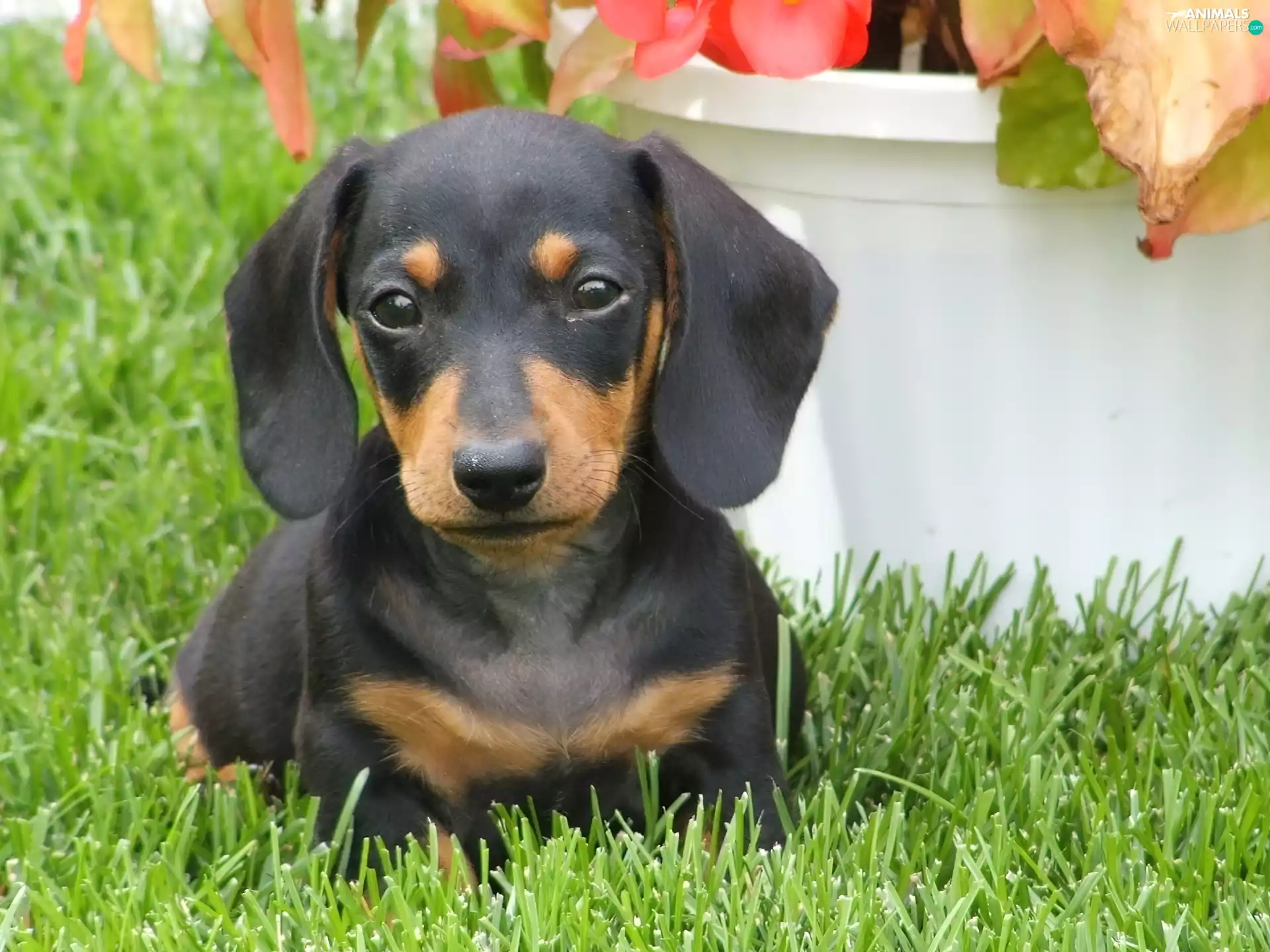 dachshund, grass