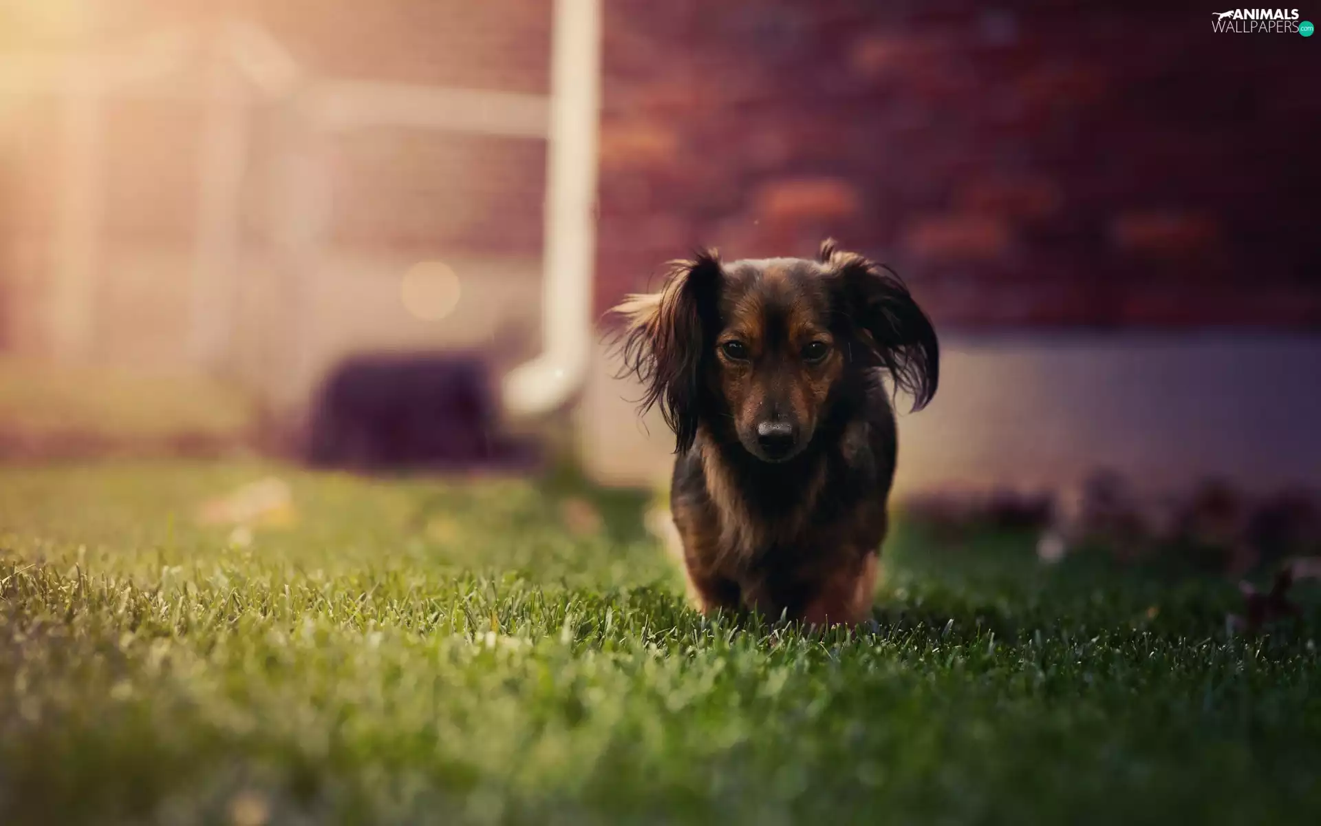 dachshund, grass