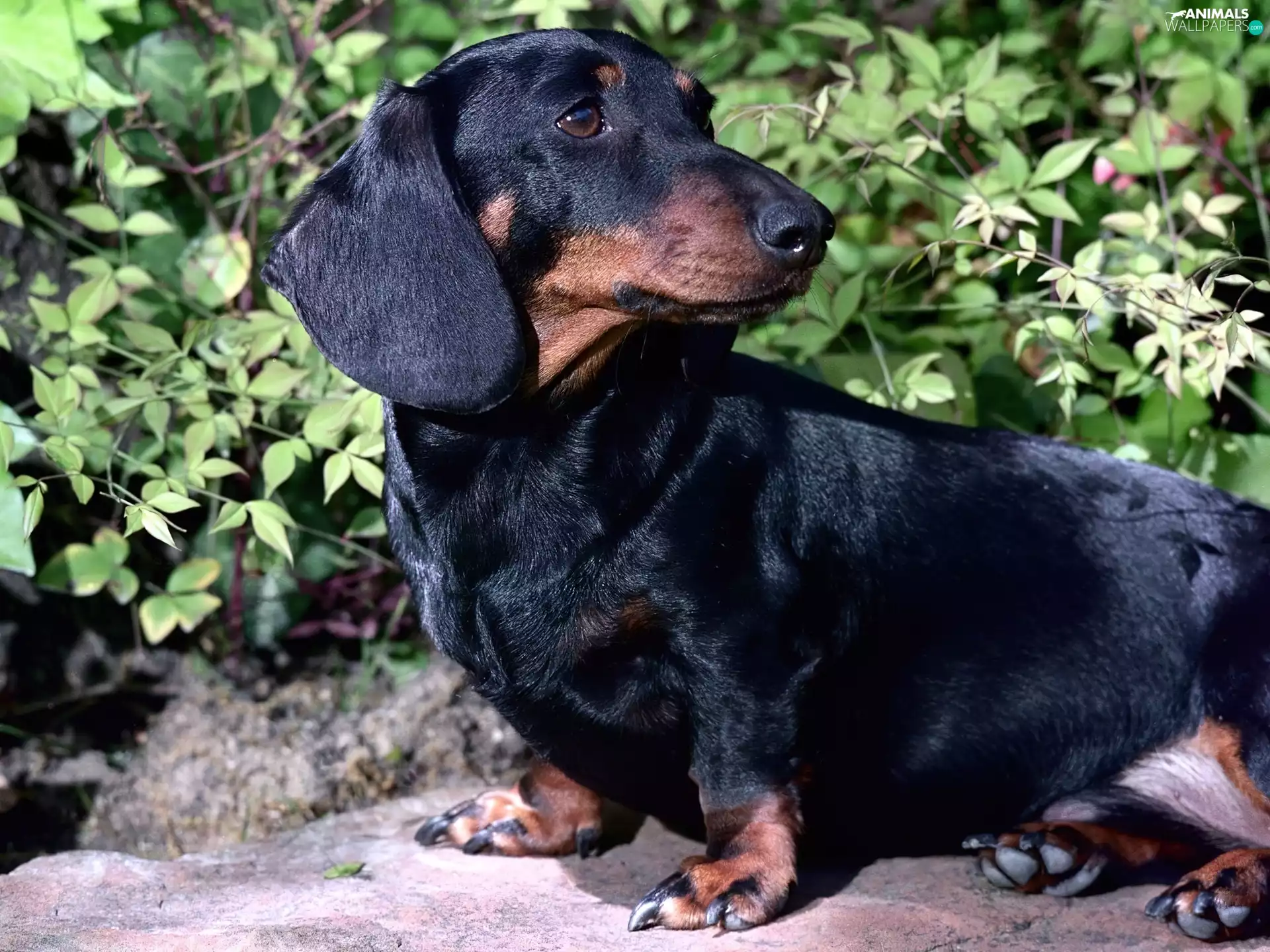 dachshund, Shorthair