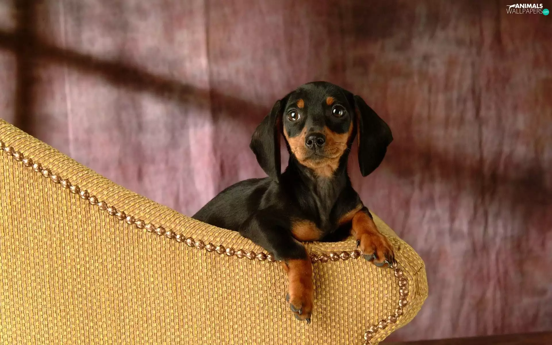 Dachshund Shorthair, Sofa