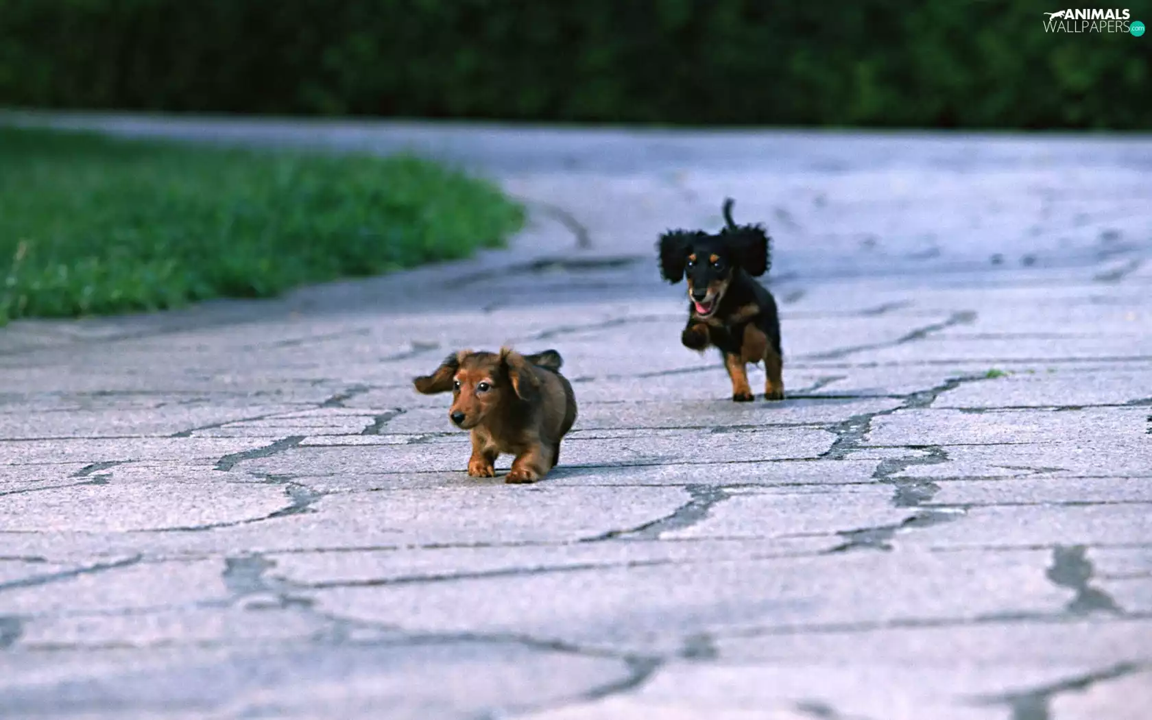 dachshunds, play