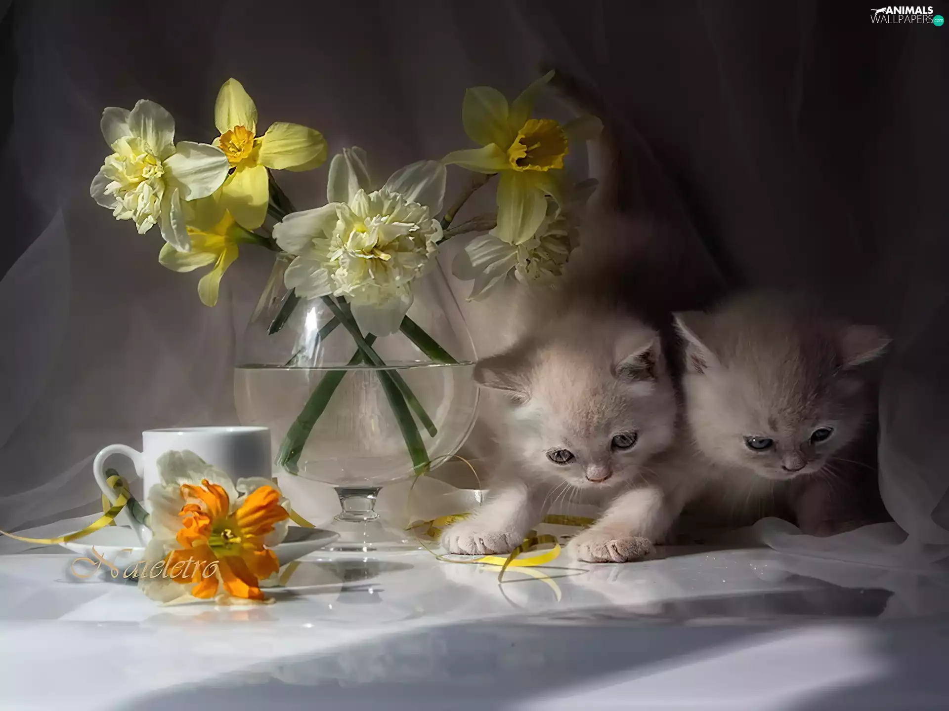 Vase, cup, puss, Daffodils, Two cars