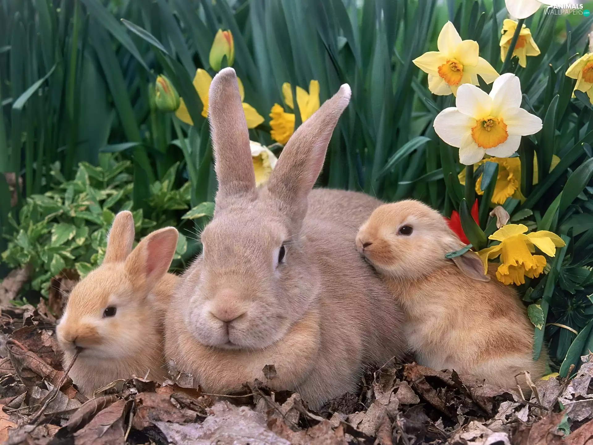 Daffodils, Three, rabbits