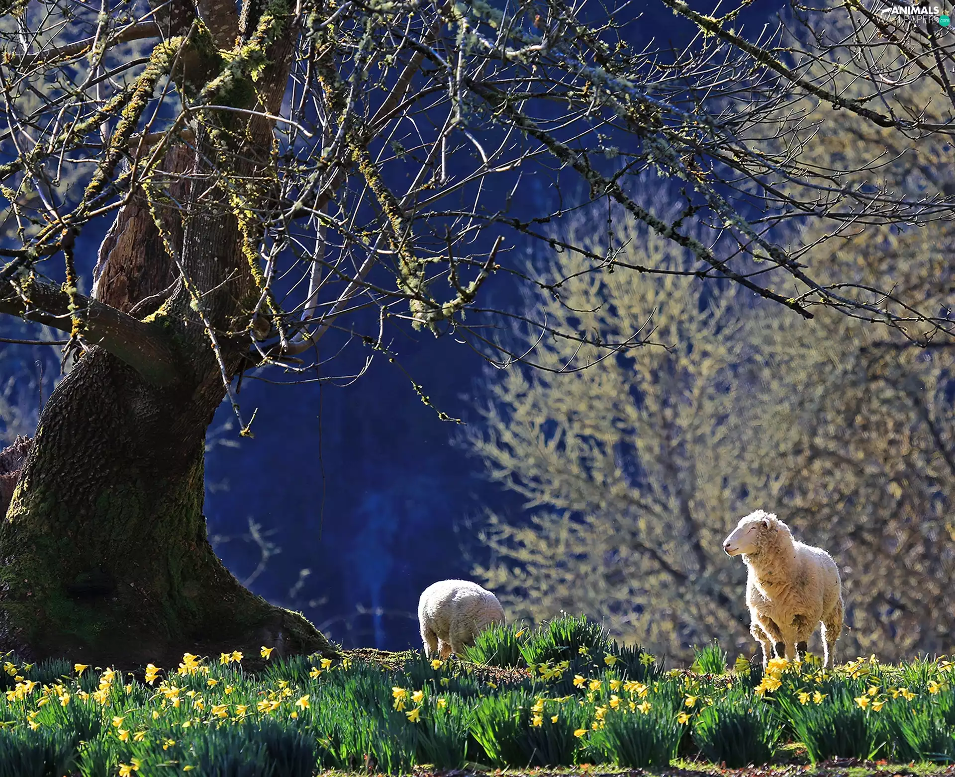 Daffodils, Sheep, trees