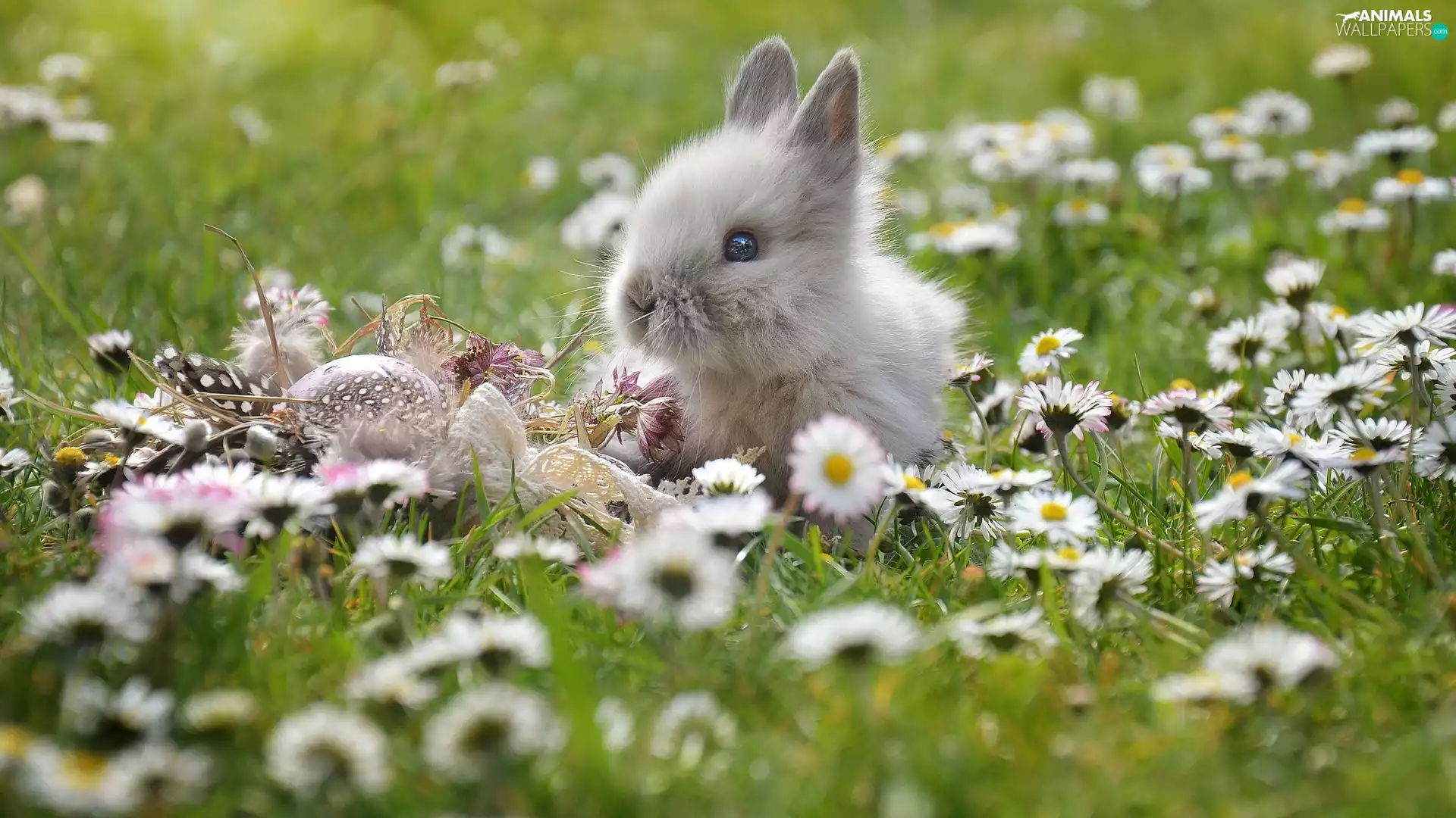 Rabbit, daisies, Easter egg, grass