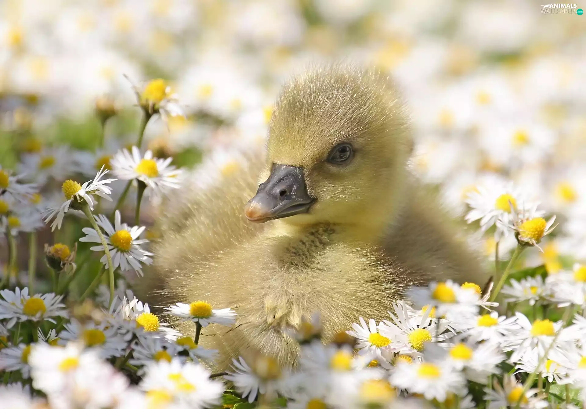 daisies, goose