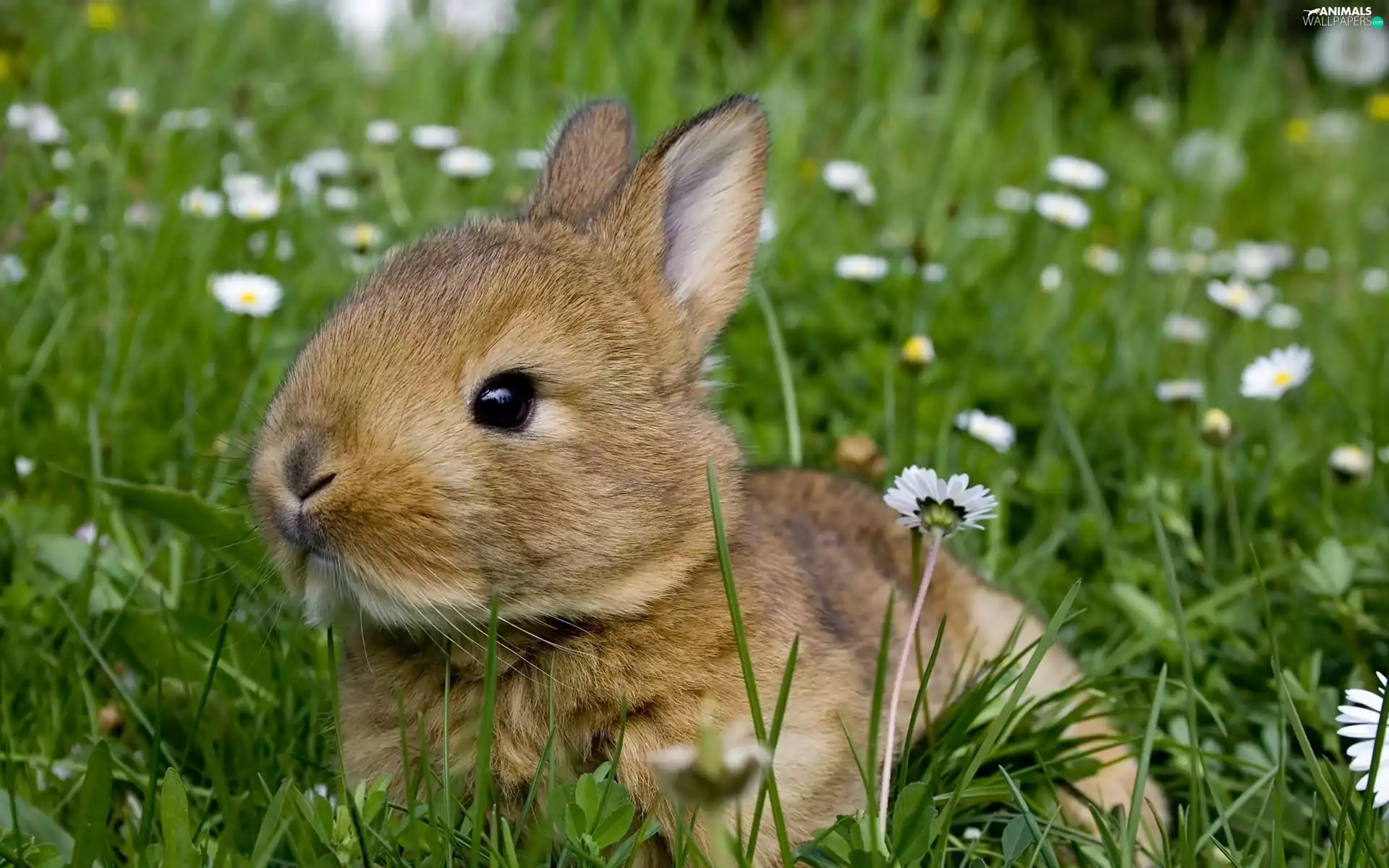 daisies, Rabbit, Meadow