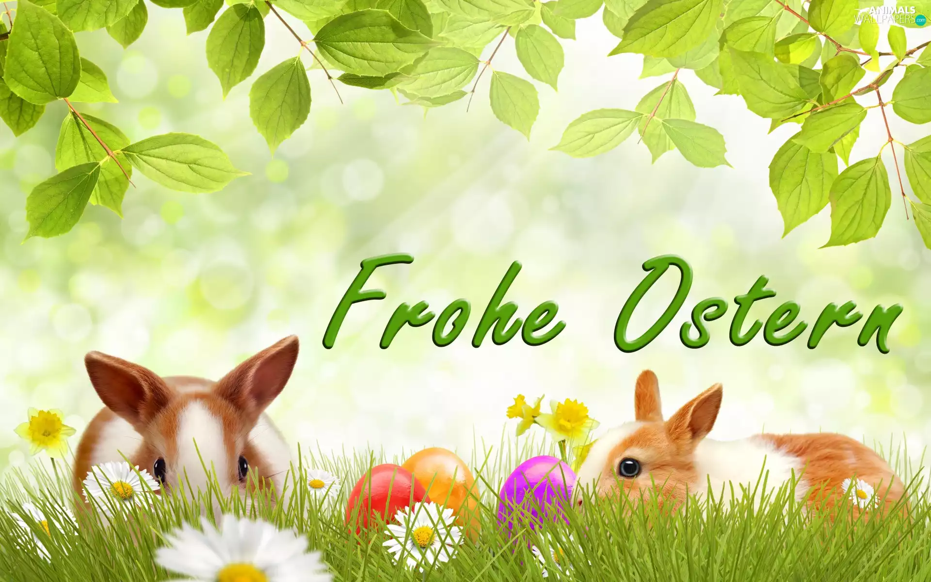 eggs, Easter, Daffodils, daisies, Flowers, Rabbits