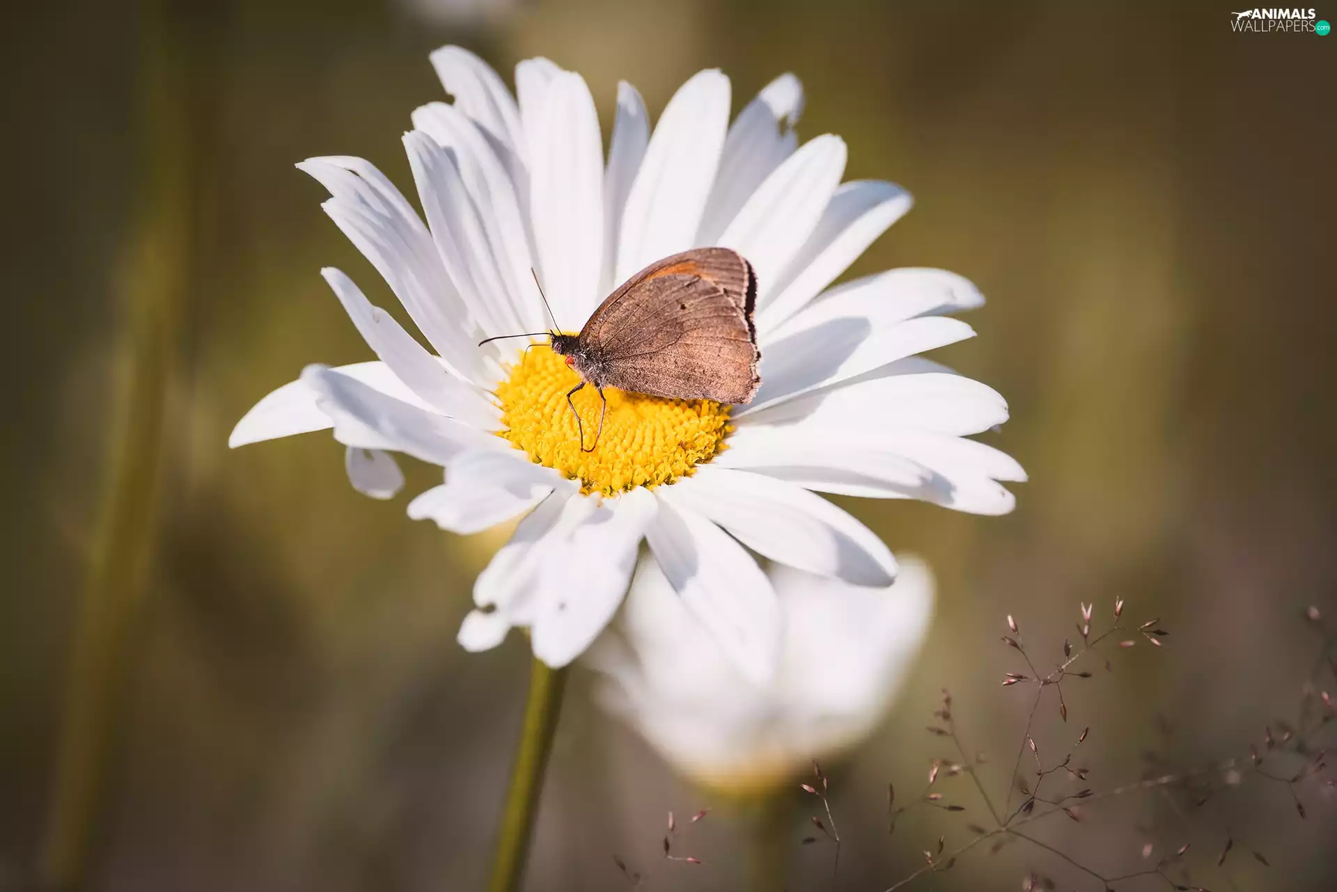 daisy, butterfly