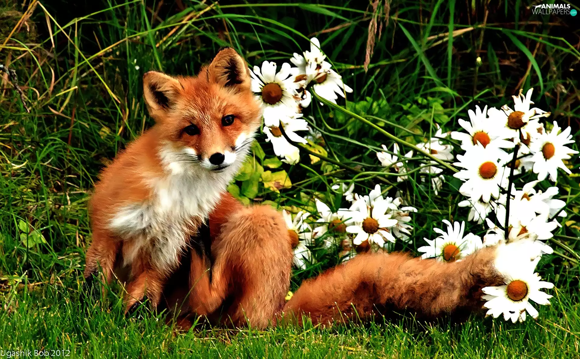 daisy, Fox, grass
