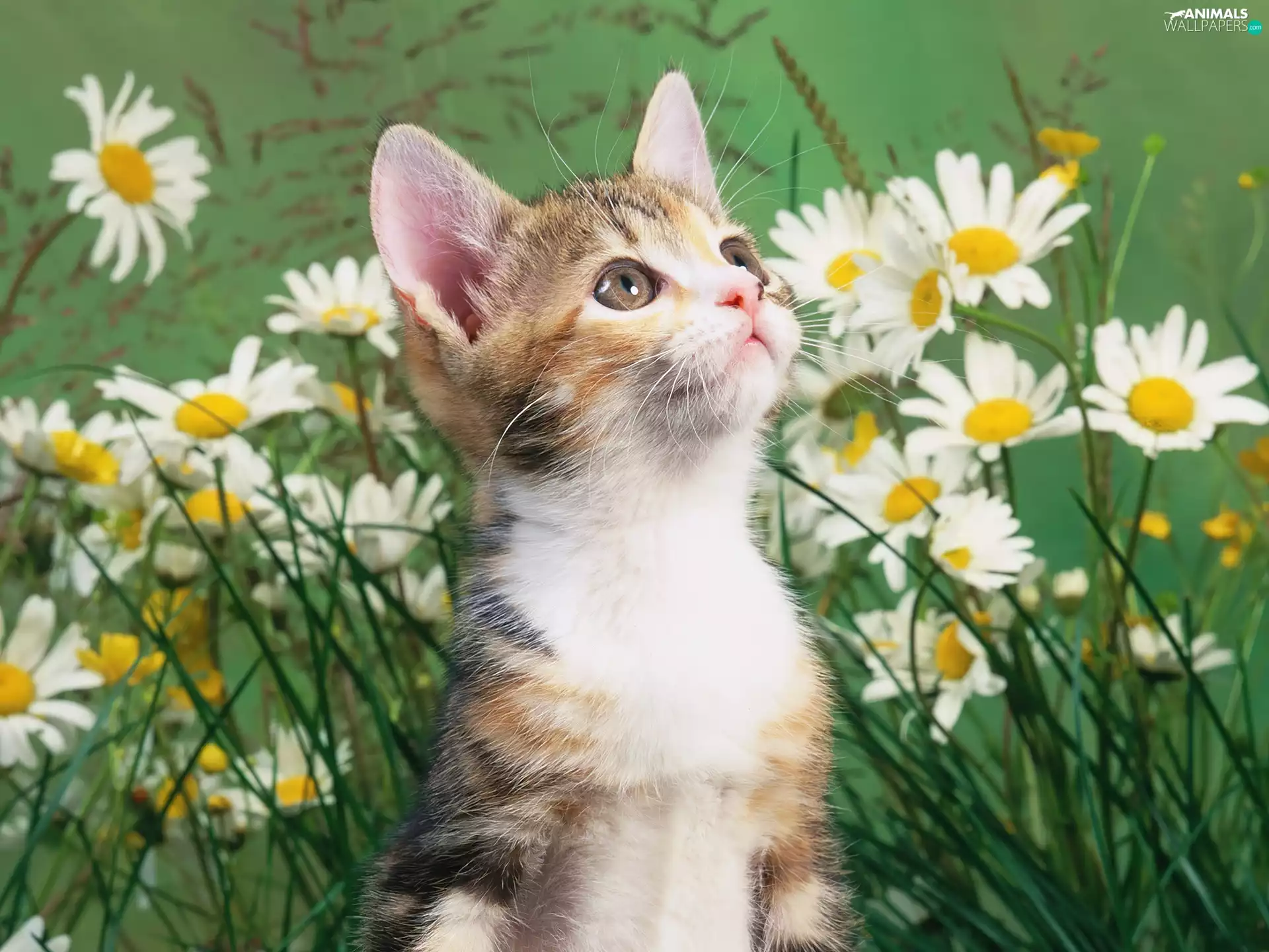 daisy, gazing, kitten