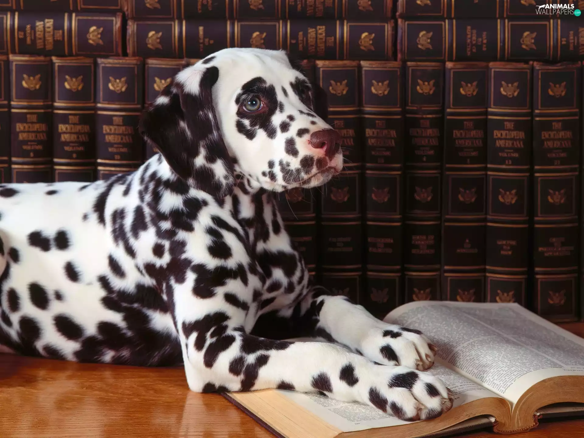 Dalmatian, Book