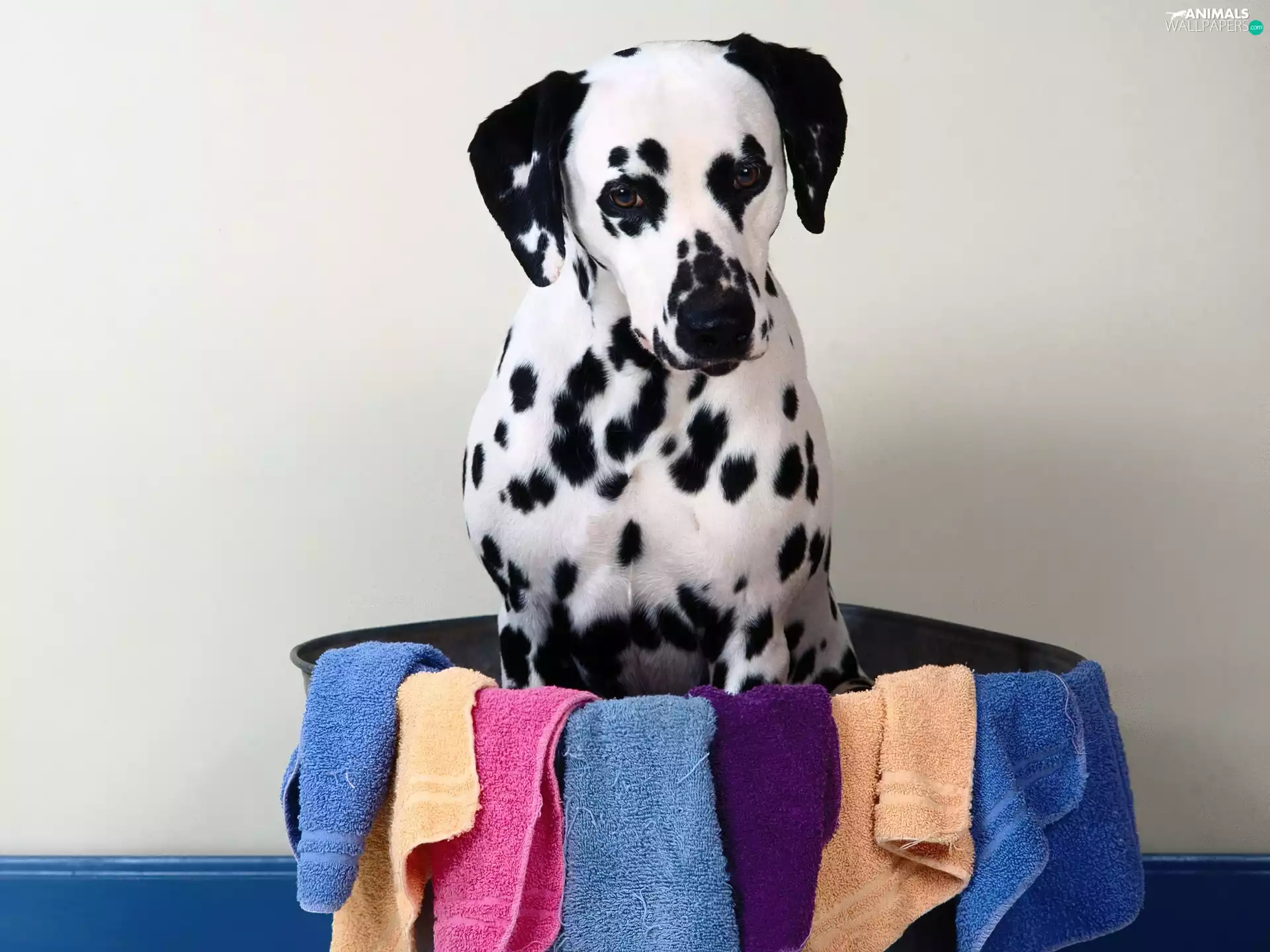 dog, Towels, bowl, Dalmatian
