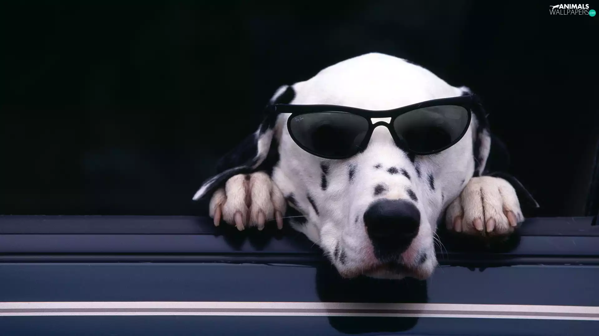 Dalmatian, Glasses