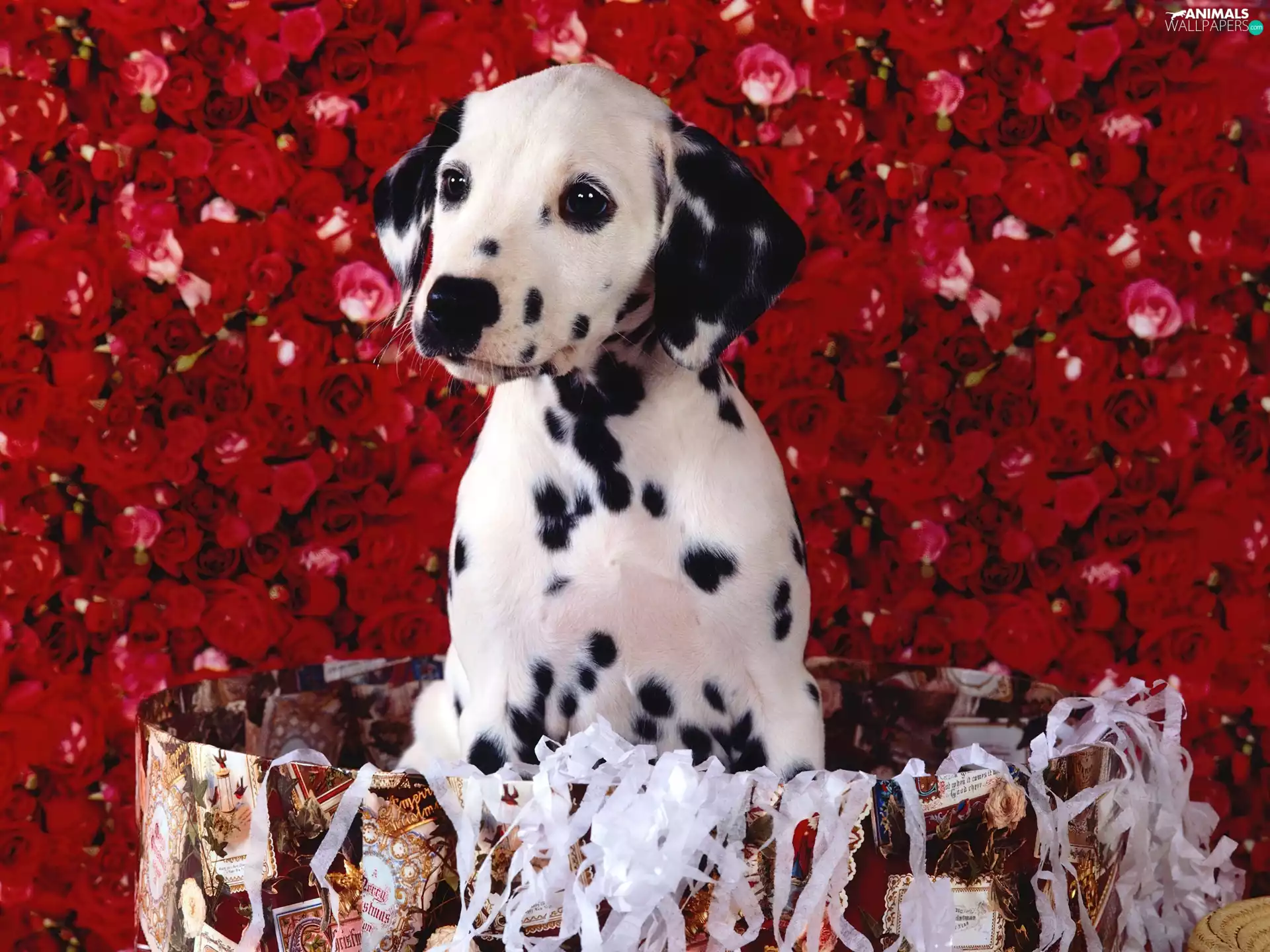 Dalmatian, roses
