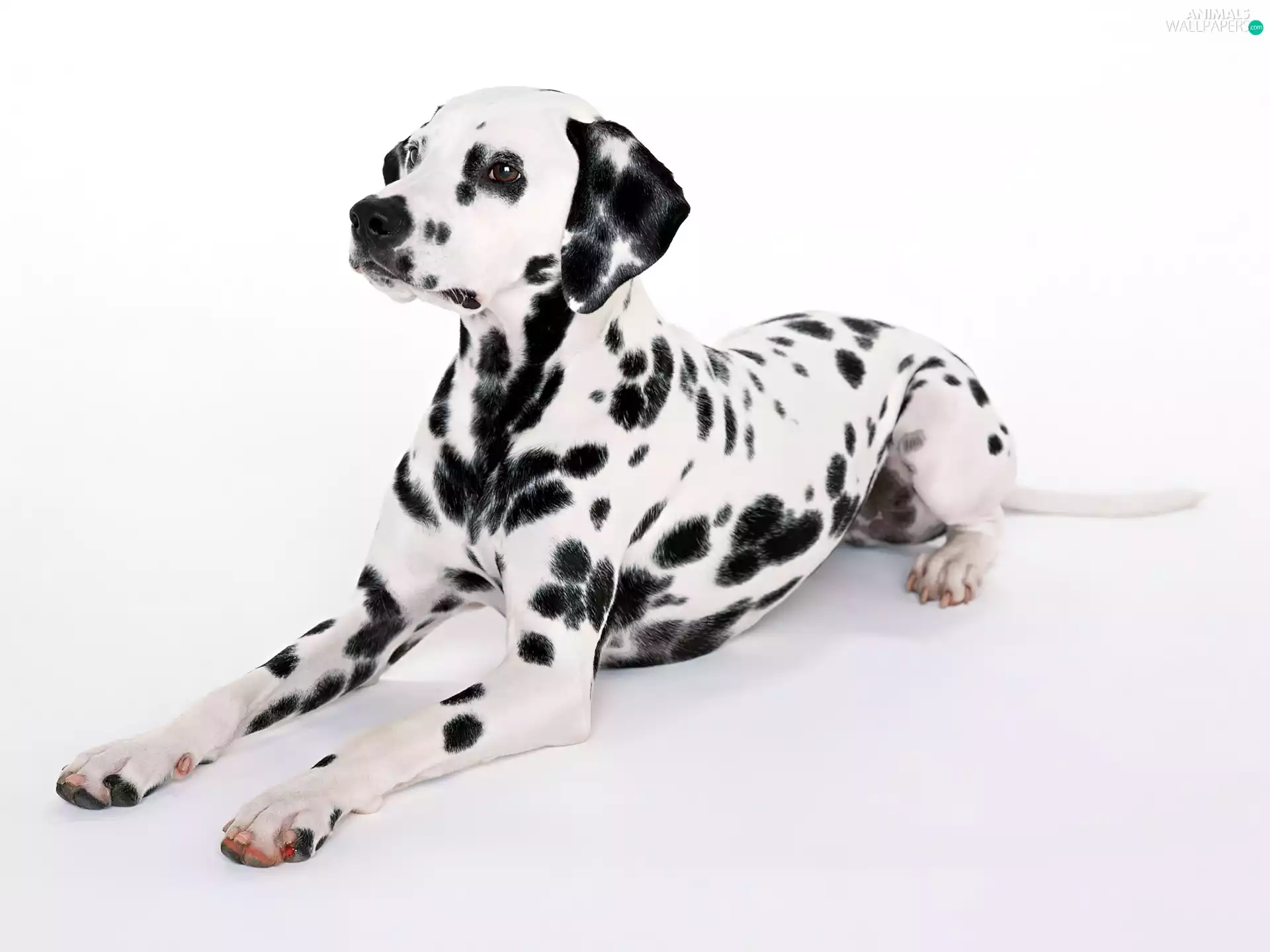 Dalmatian