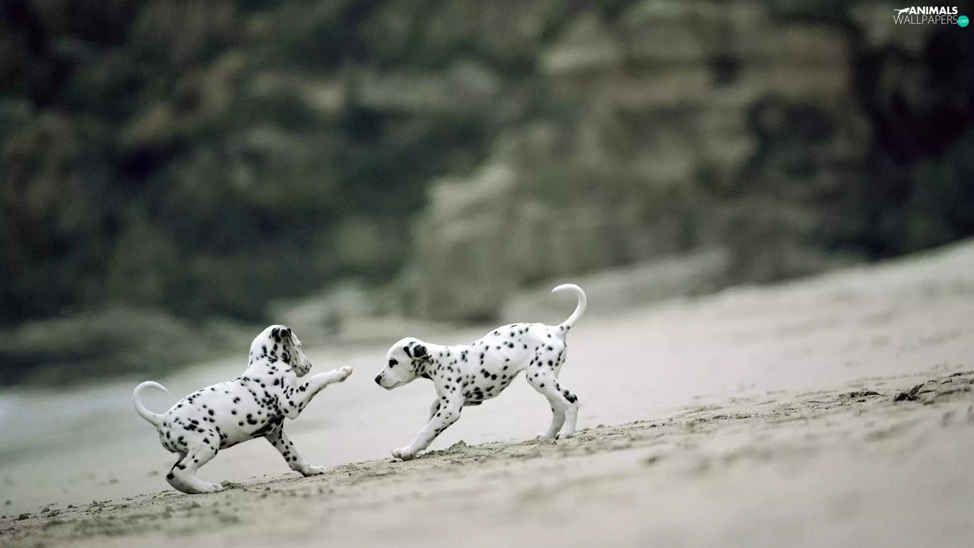 play, little doggies, Dalmatians