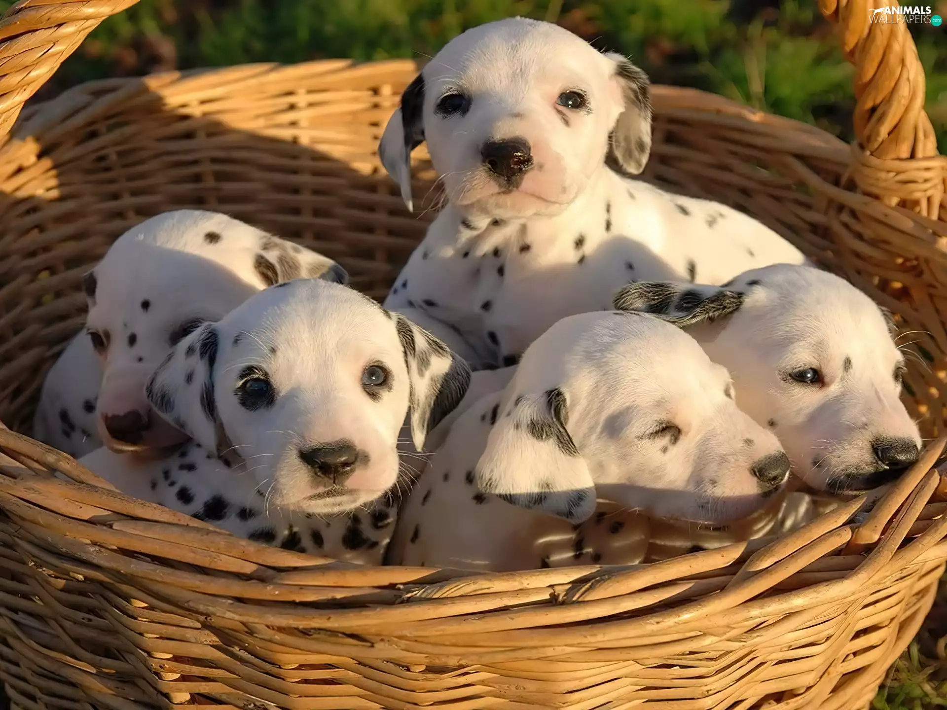 Dalmatians, basket, puppies