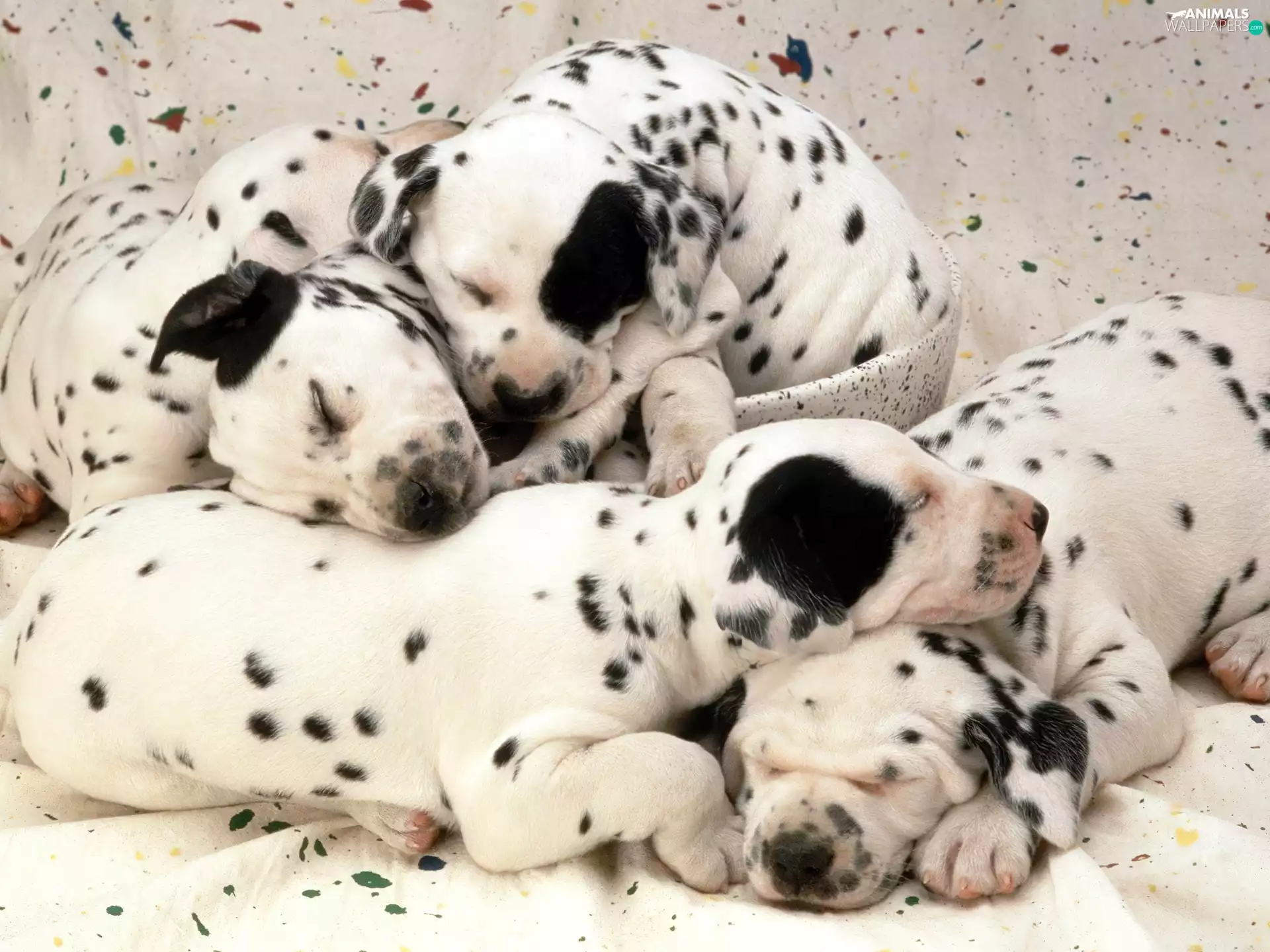 Dalmatians, puppies