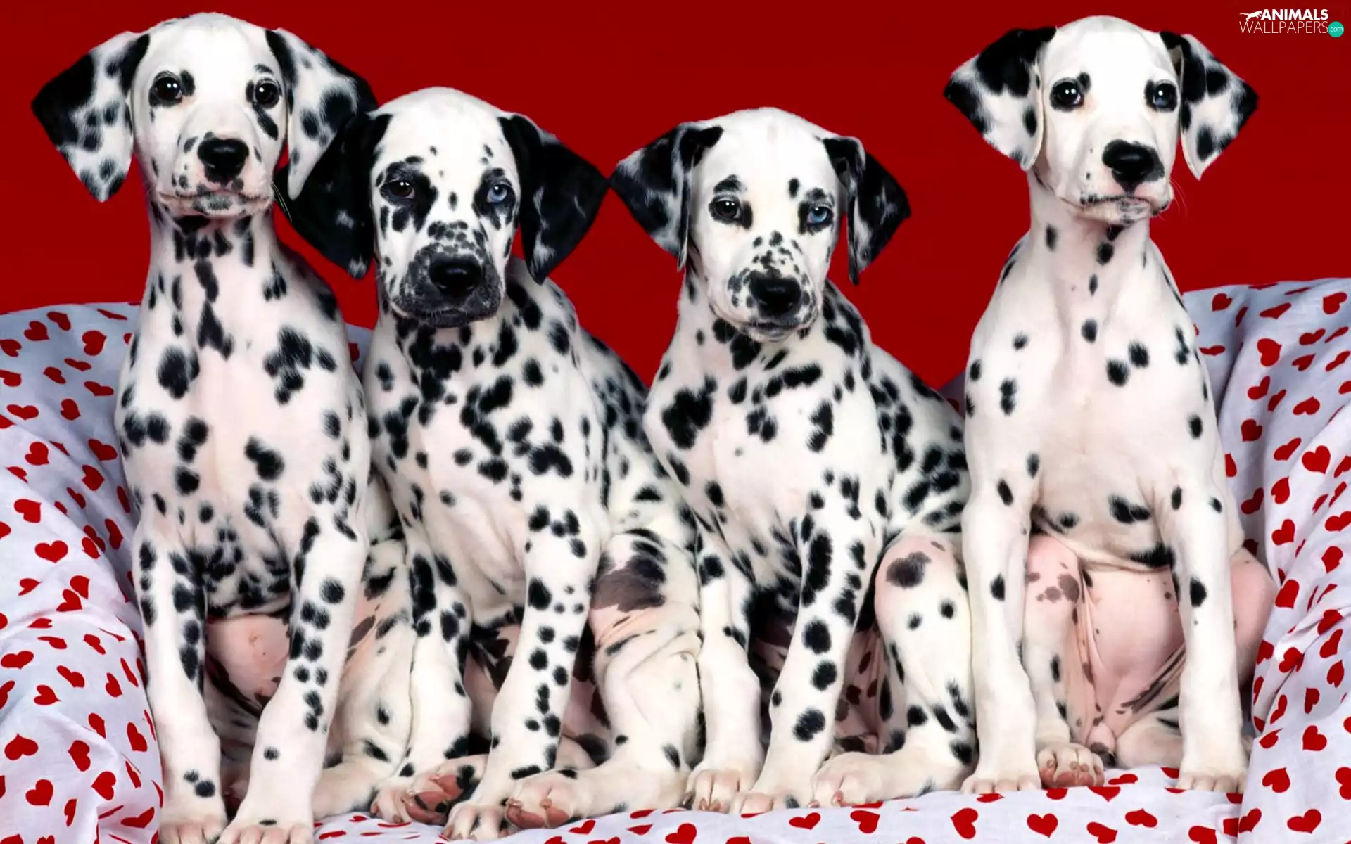 Dalmatians, Sofa