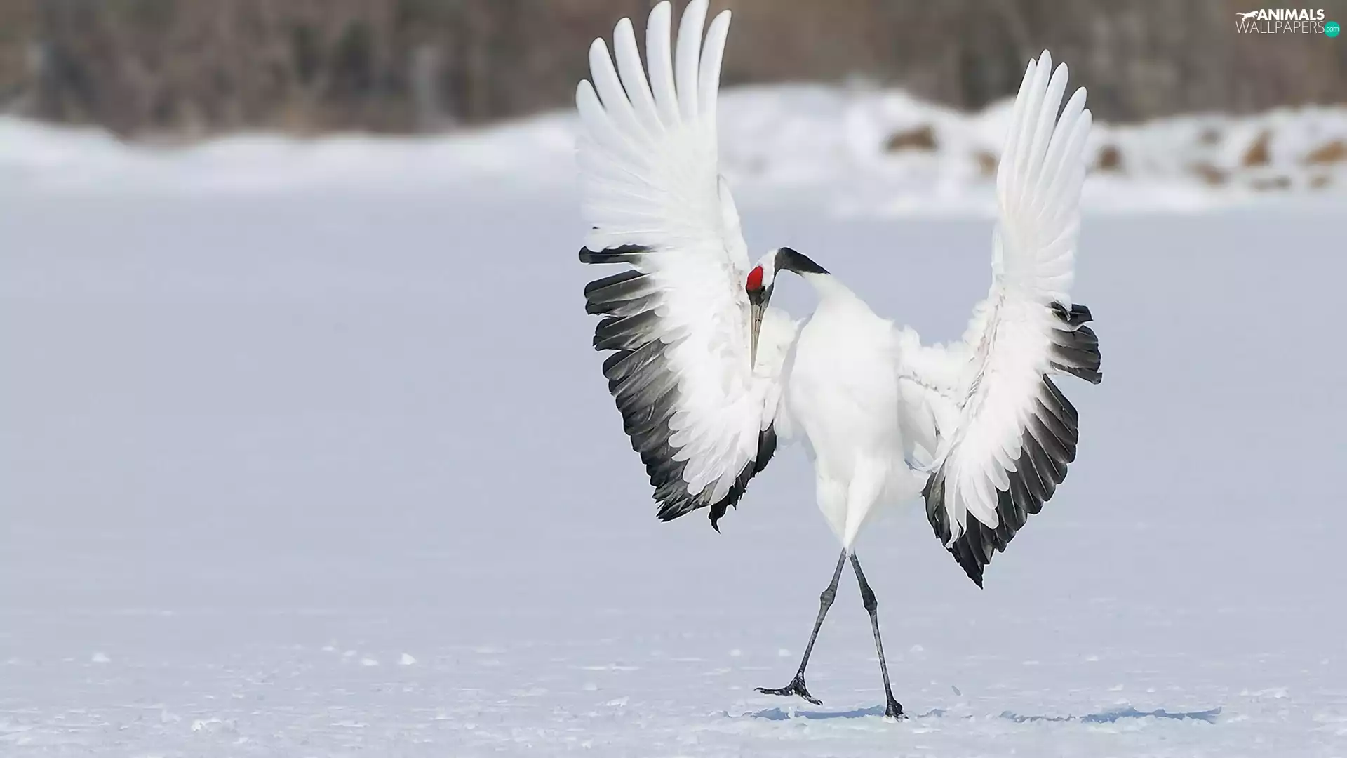 Red-crowned Crane, dance