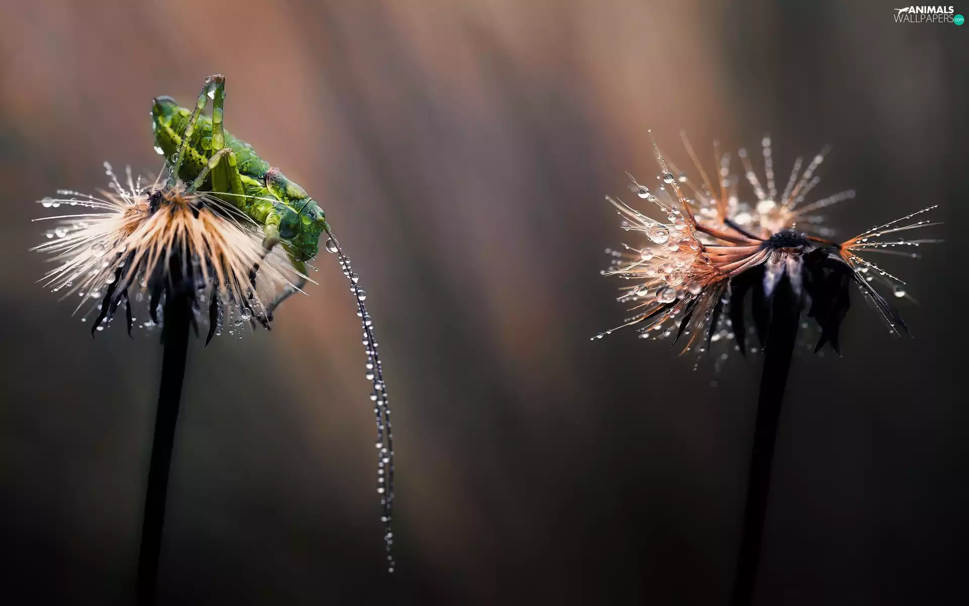 grasshopper, drops, water, dandelion