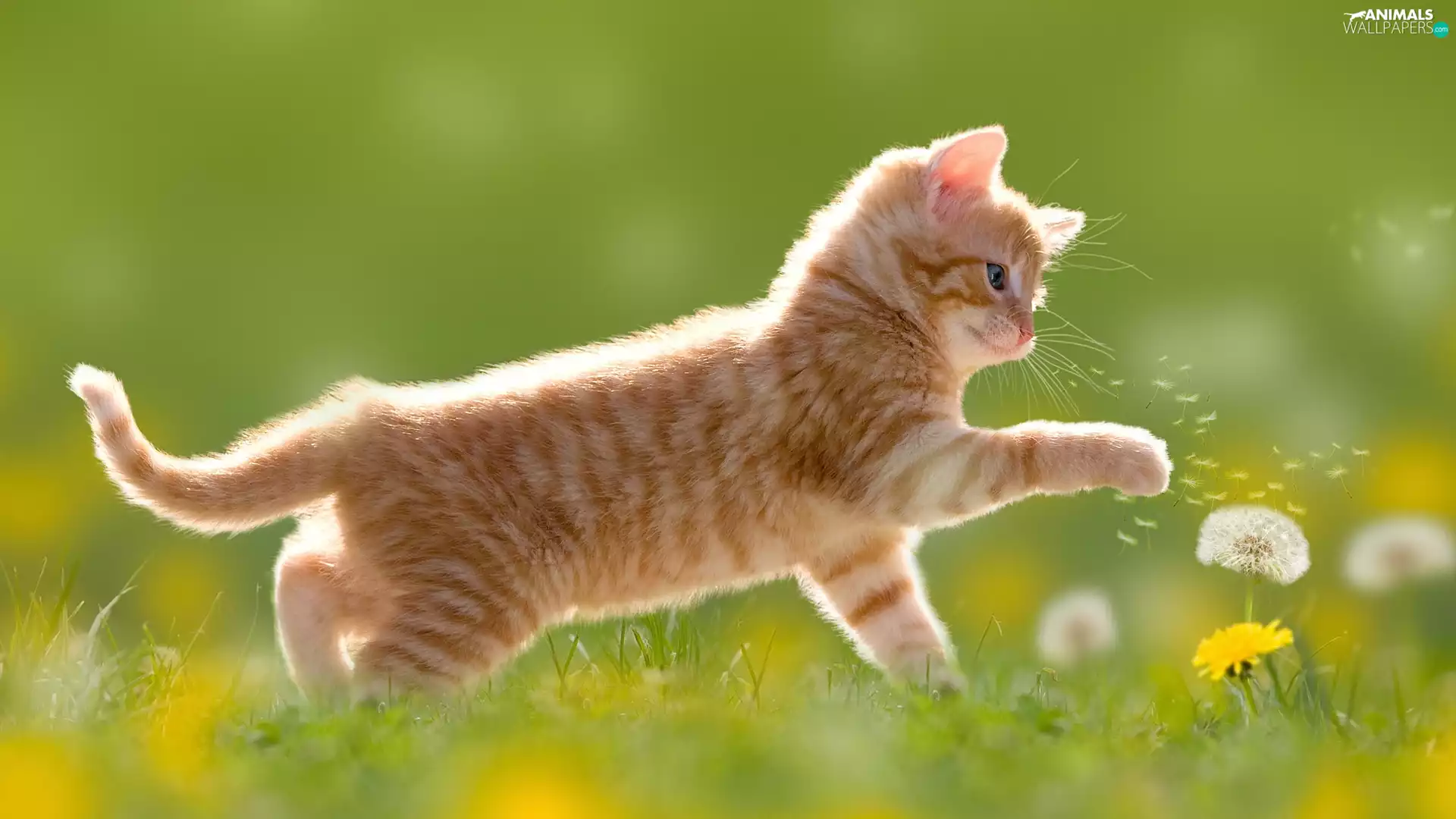 puffball, dandelion, kitten, Meadow, honeyed