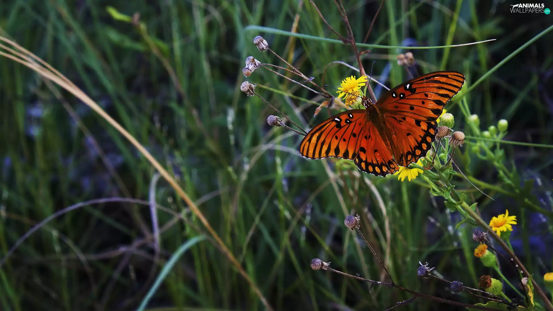 Meadow, color, butterfly, dandelions