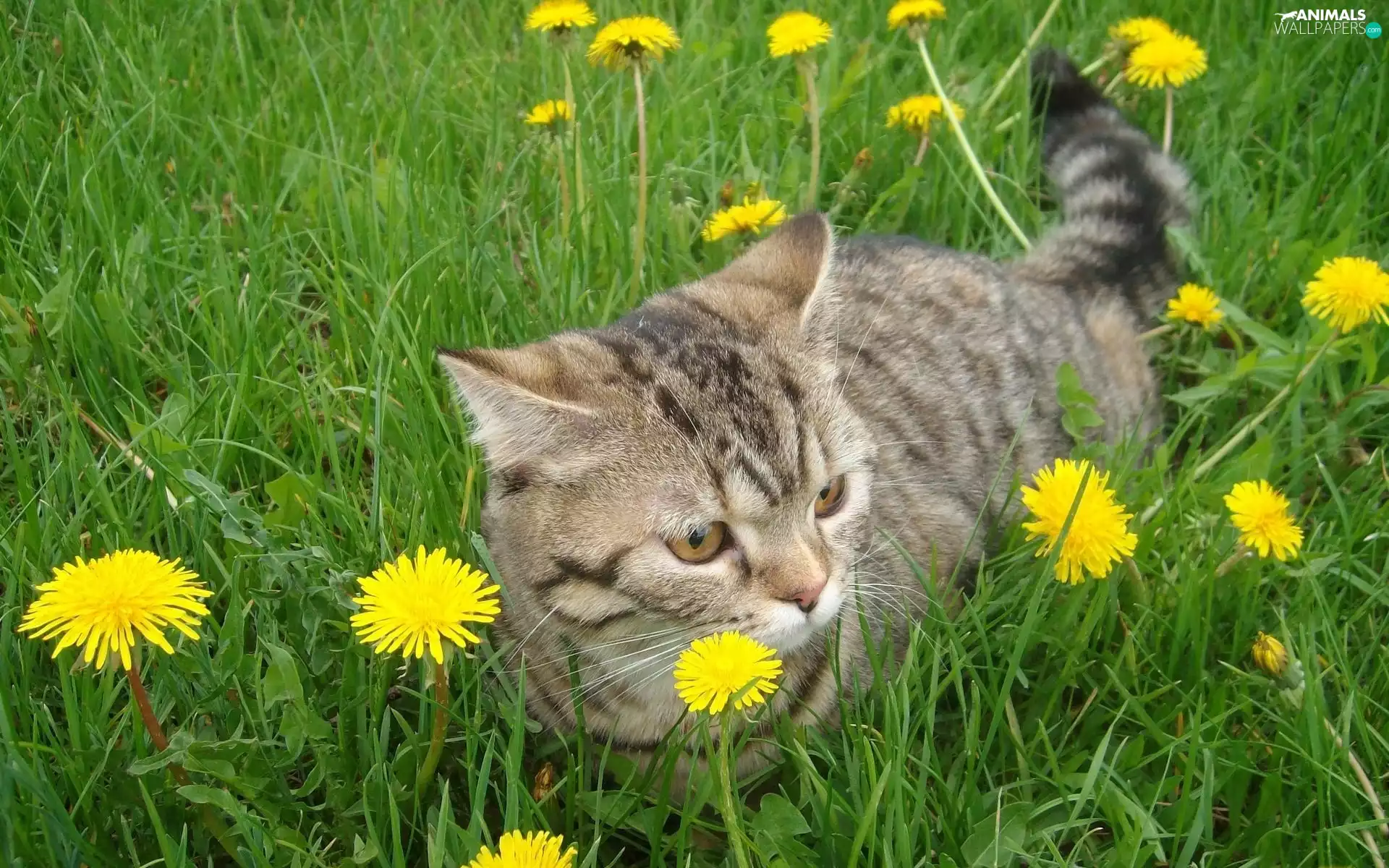 dandelions, cat, Meadow