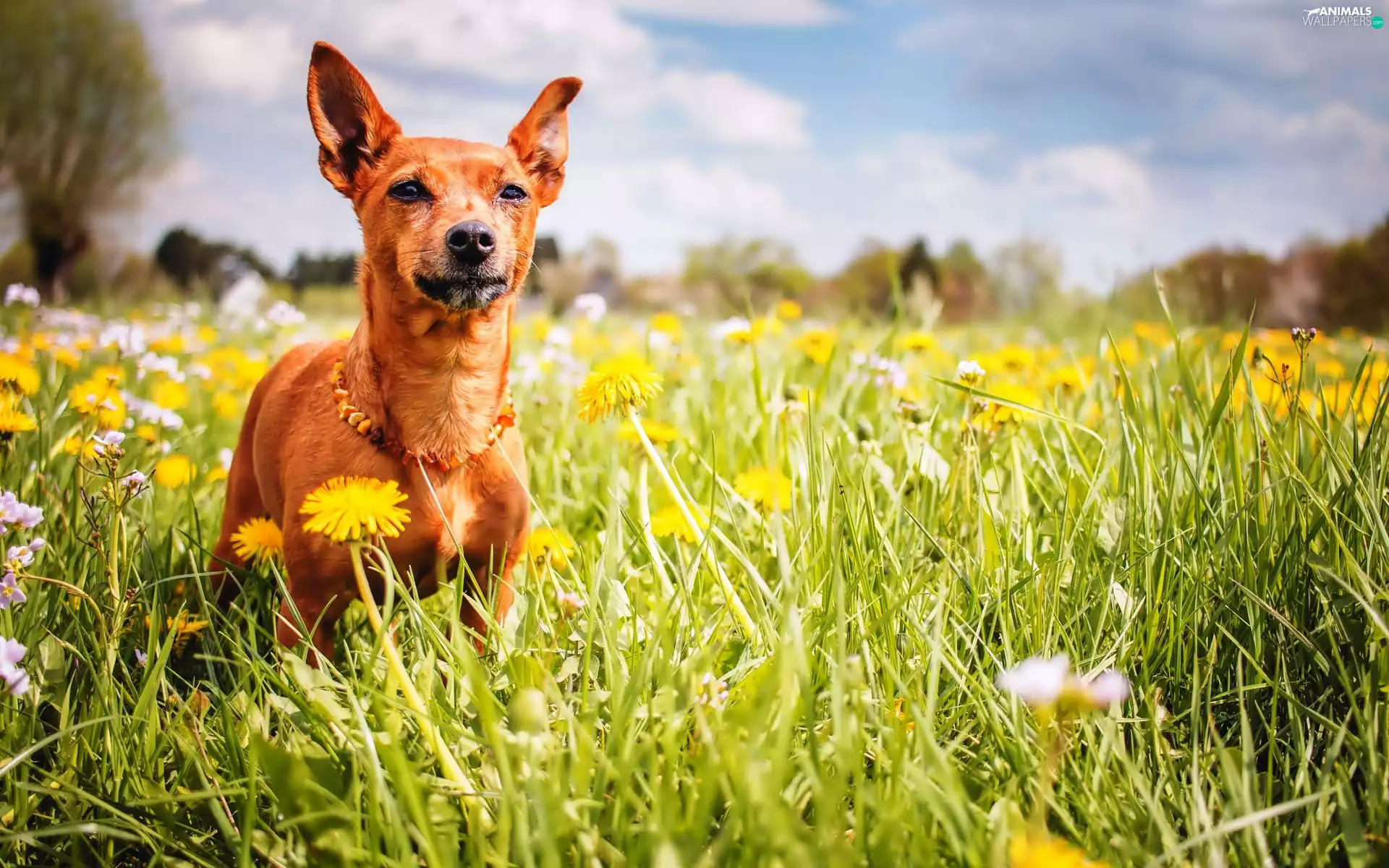 dandelions, doggy, Meadow
