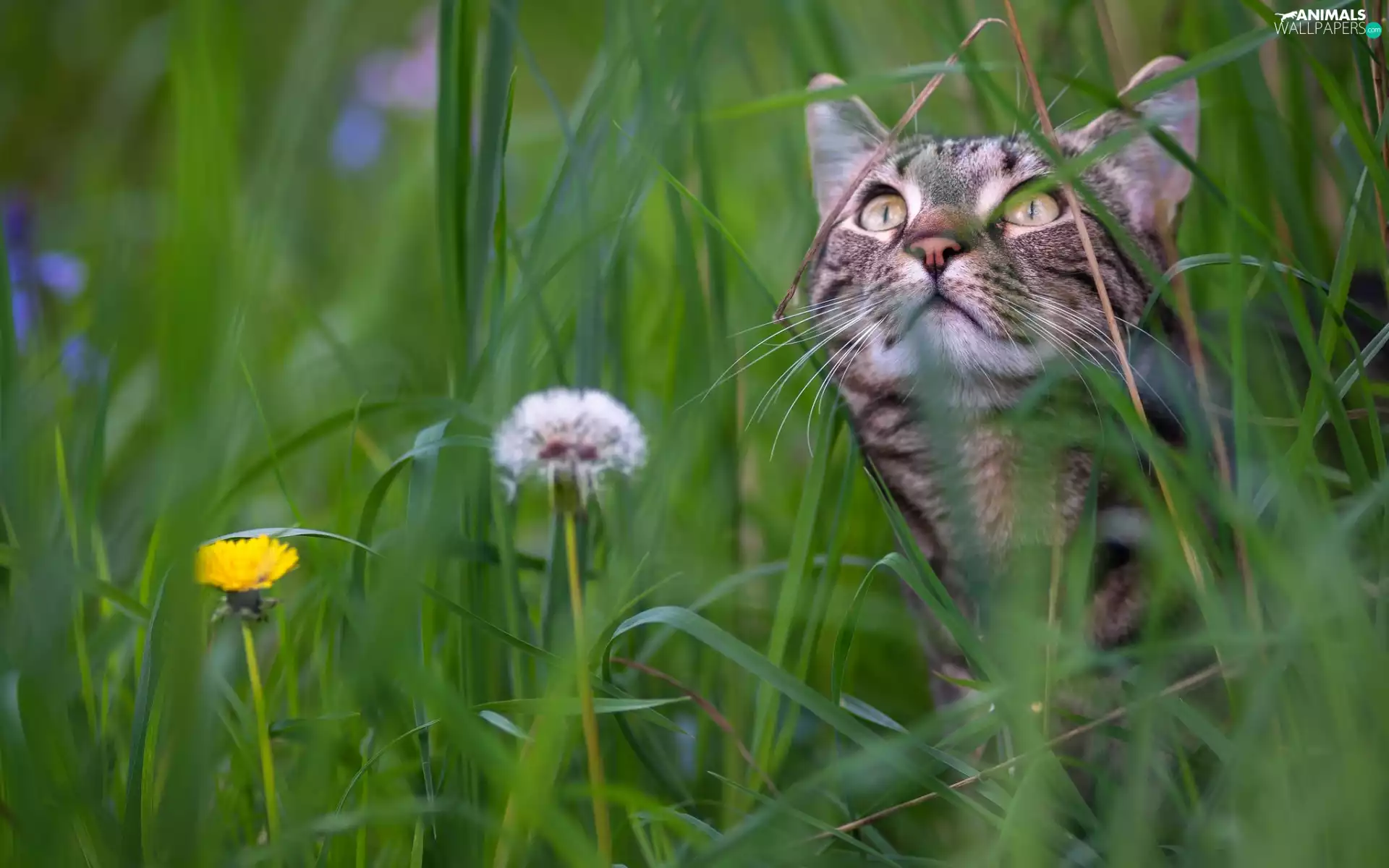 Meadow, dandelions, muzzle, grass, cat