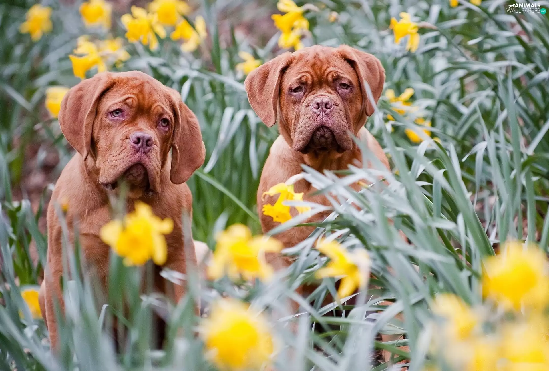 Two cars, Great Danes de Bordeaux