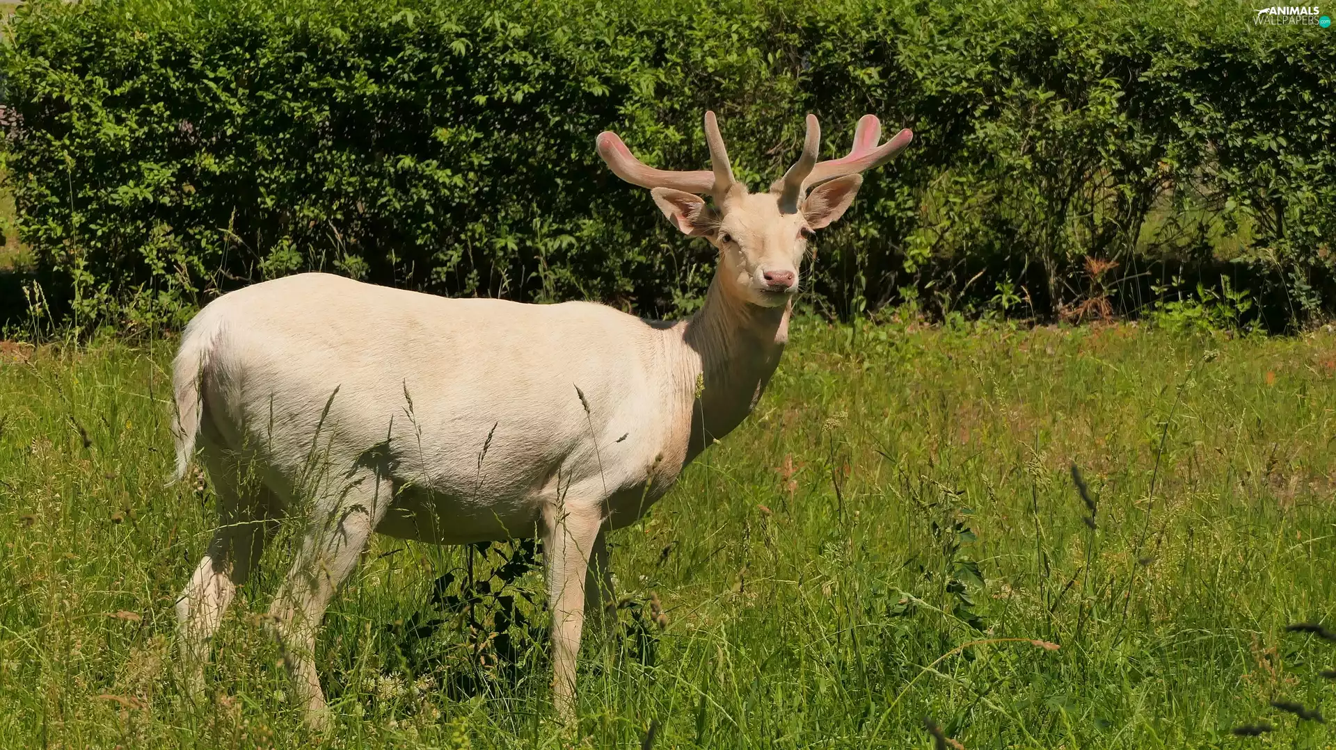 Daniel, White, deer