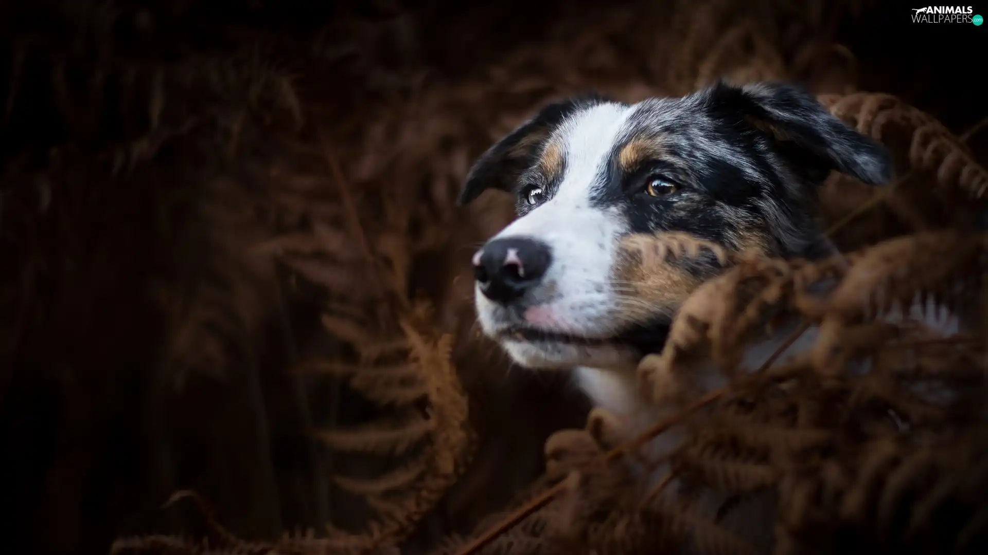 dog, fern, Dark Background, Australian Shepherd