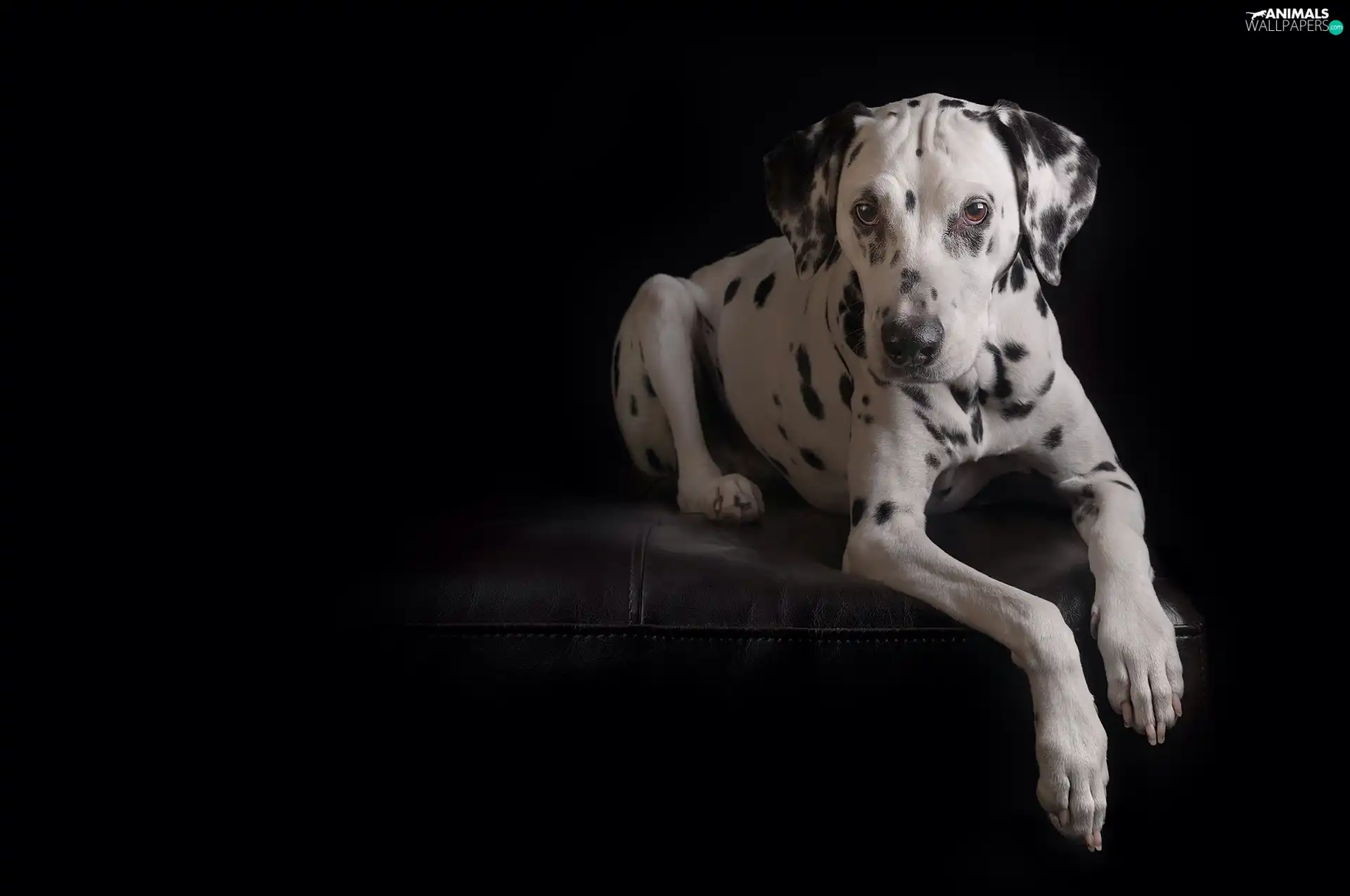 dark, background, Dalmatian, Sofa, dog