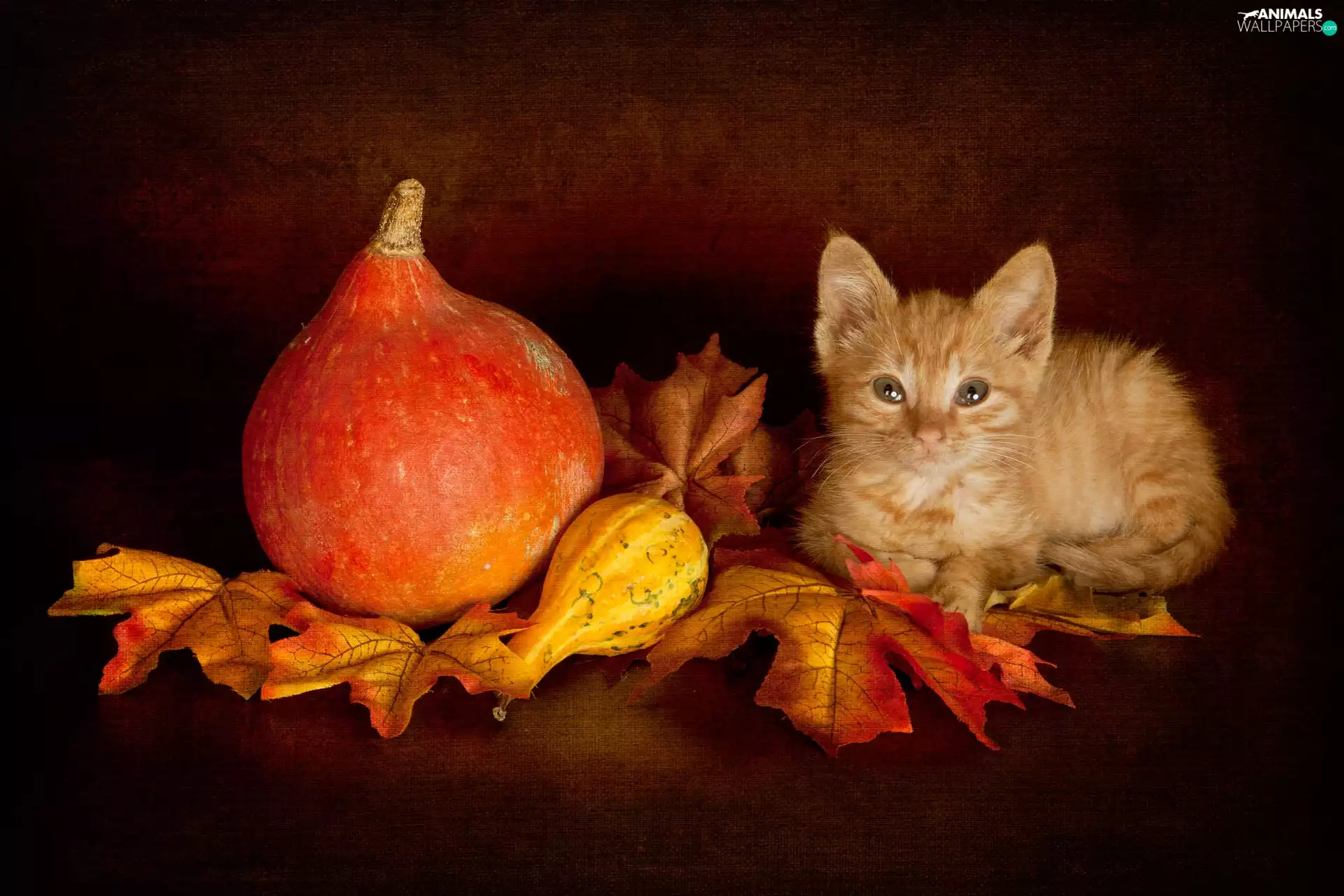 kitten, cat, Leaf, Dark Background, pumpkin, ginger