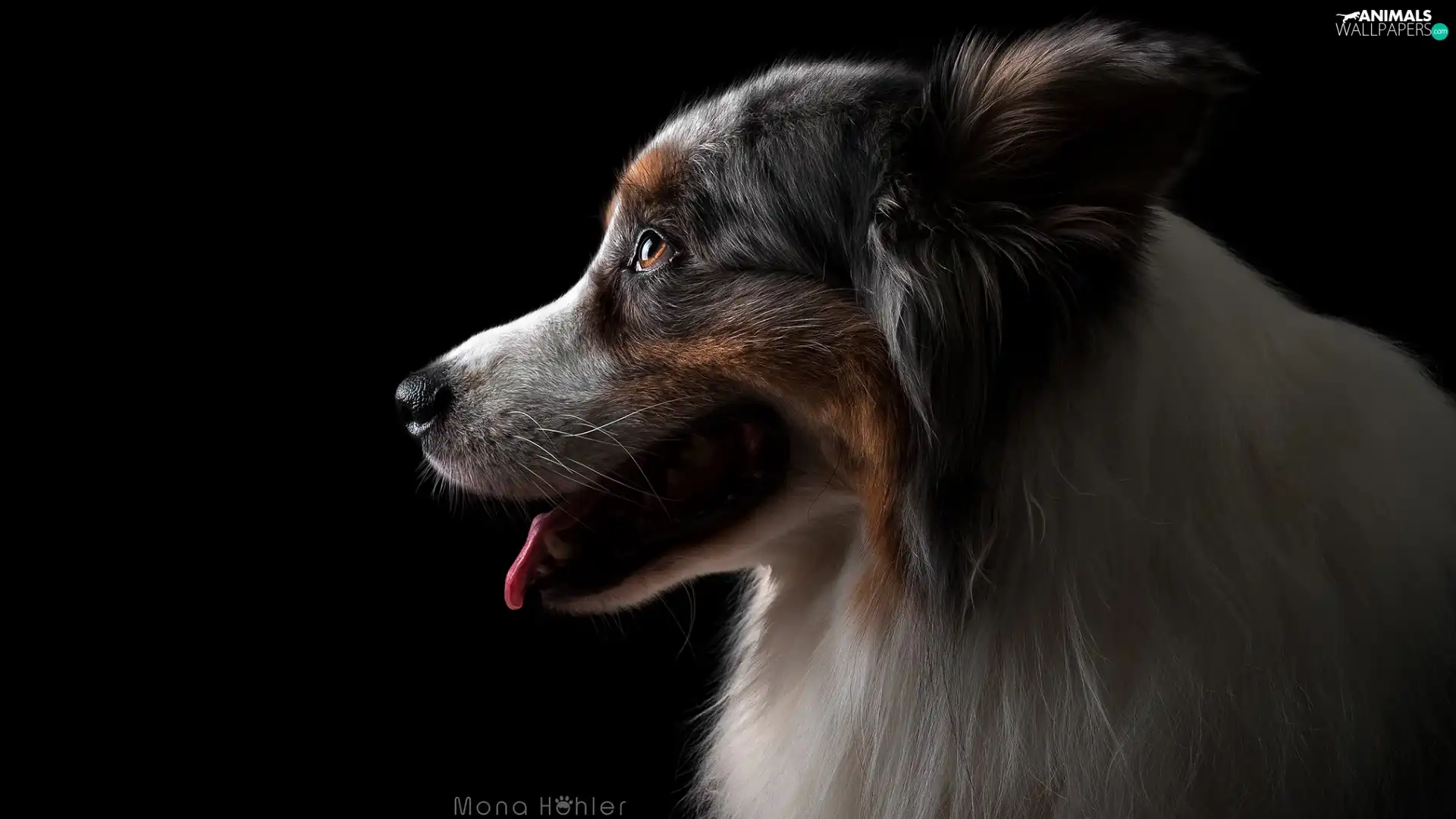 dog, Australian Shepherd, Dark Background, profile