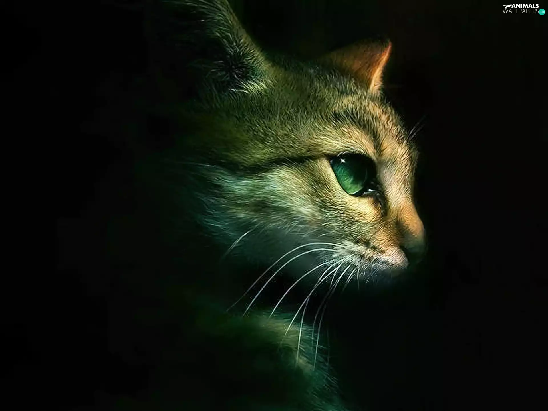 darkness, cat, ##