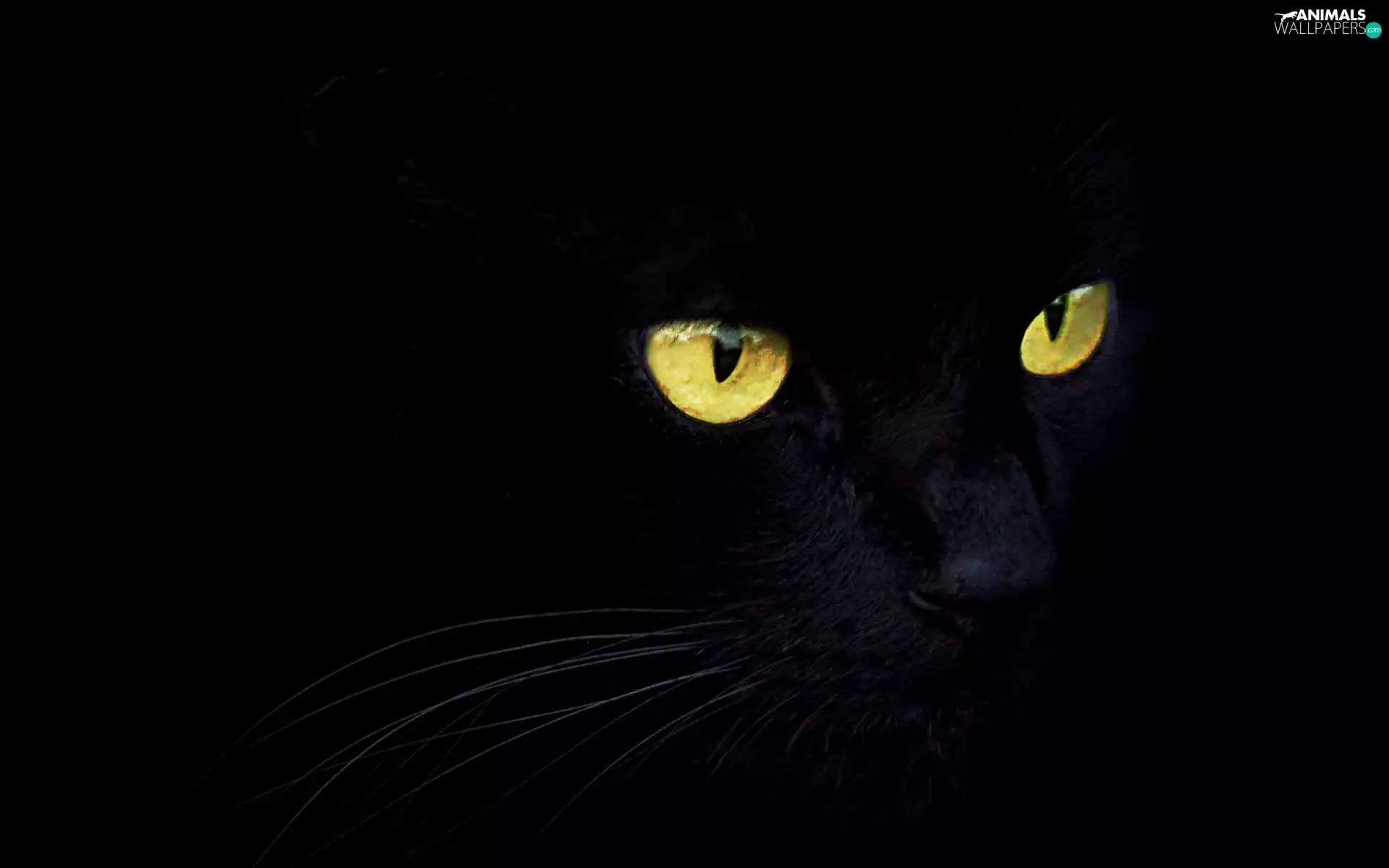darkness, Black, cat