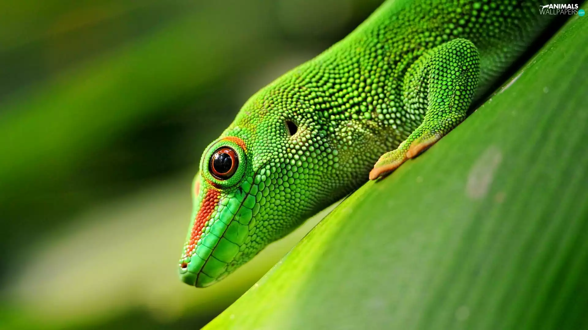 Green, gecko, Madagascar Day Gecko, lizard