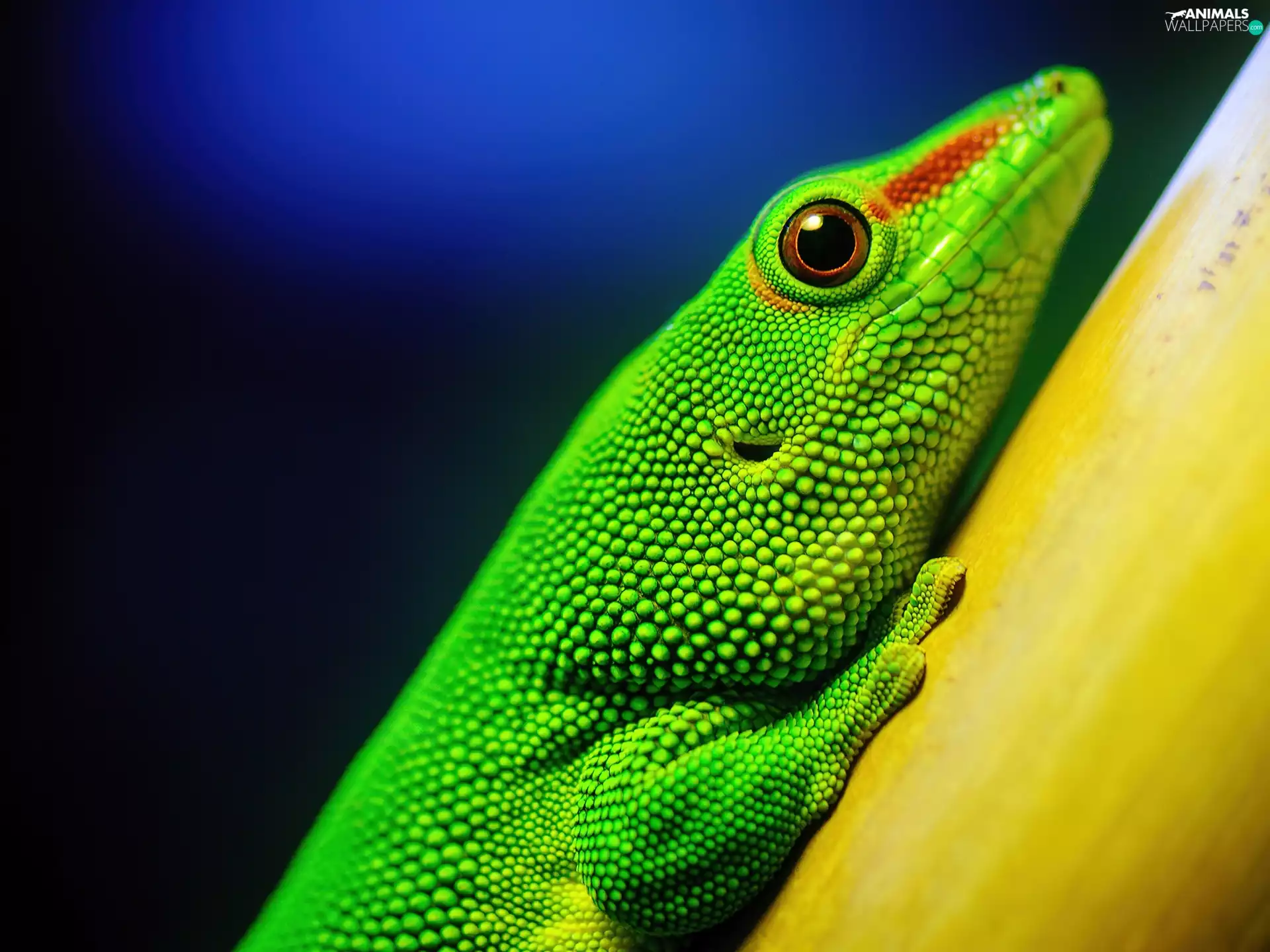 Green, gecko, Madagascar Day Gecko, lizard