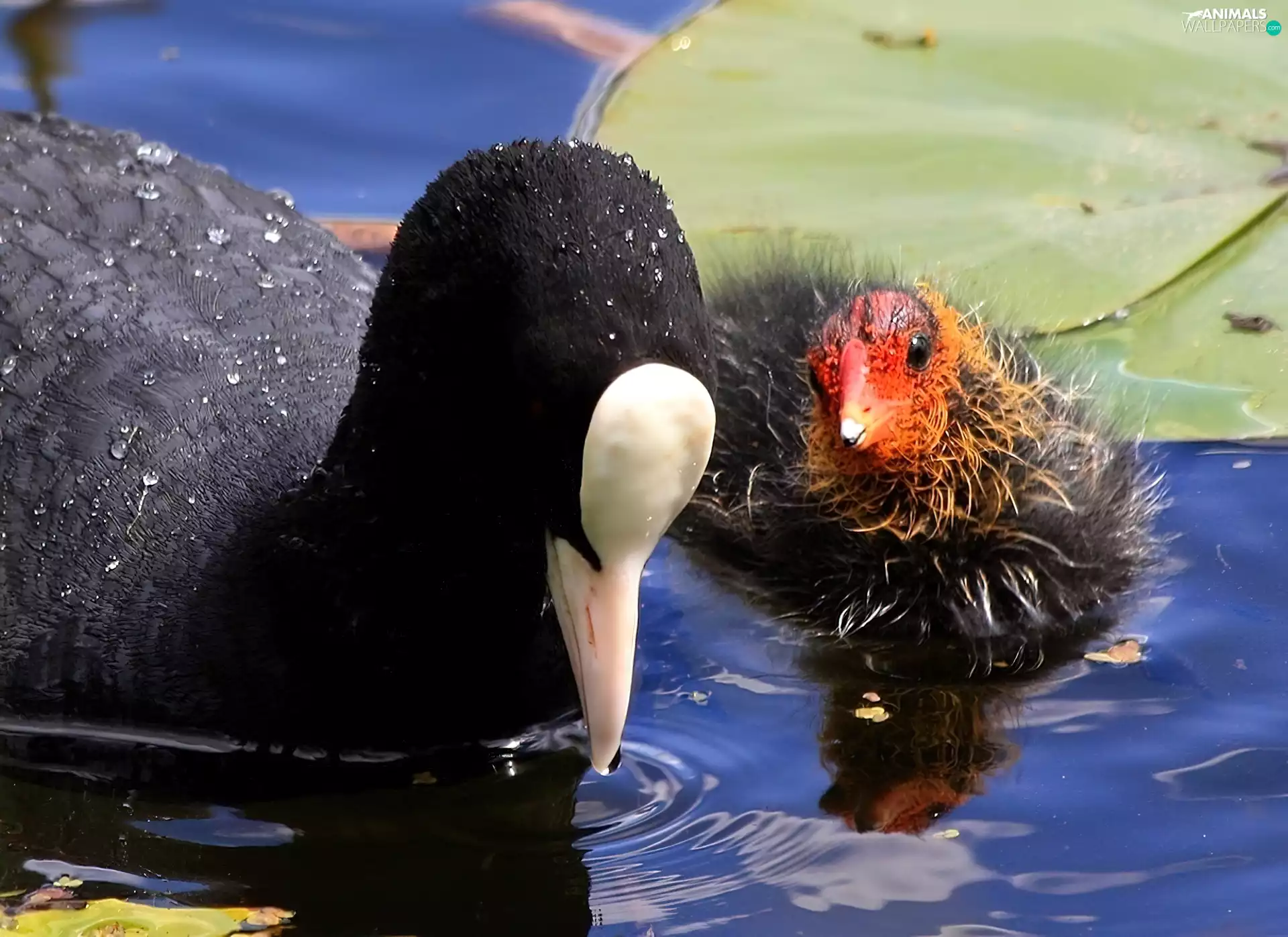 coot, chick, water, DBZ