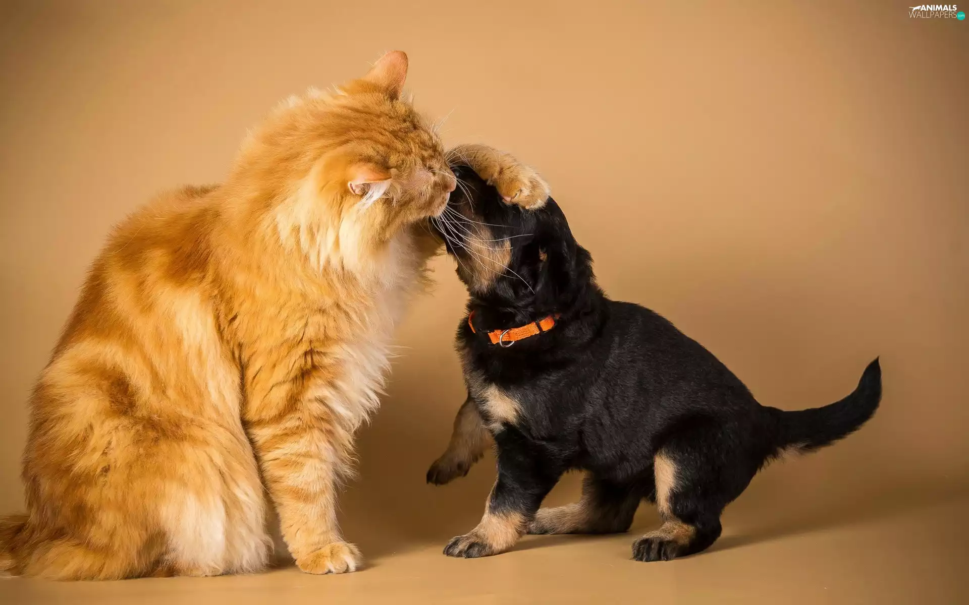 dog, Cat, friendship, DBZ