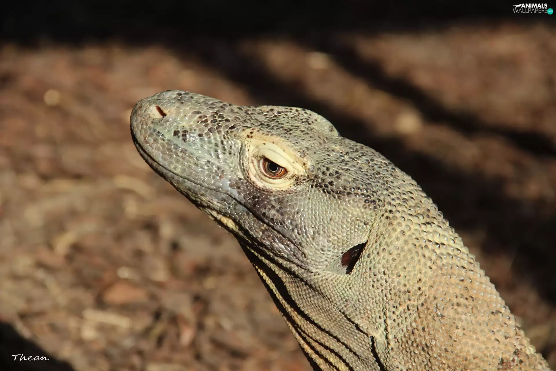 Komodo dragon, Waran, DBZ