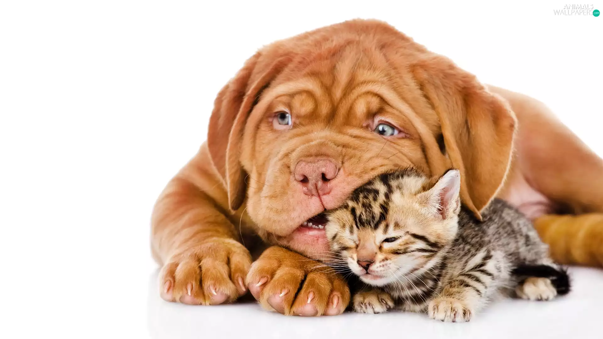 Dog de Bordeaux, cat, dog