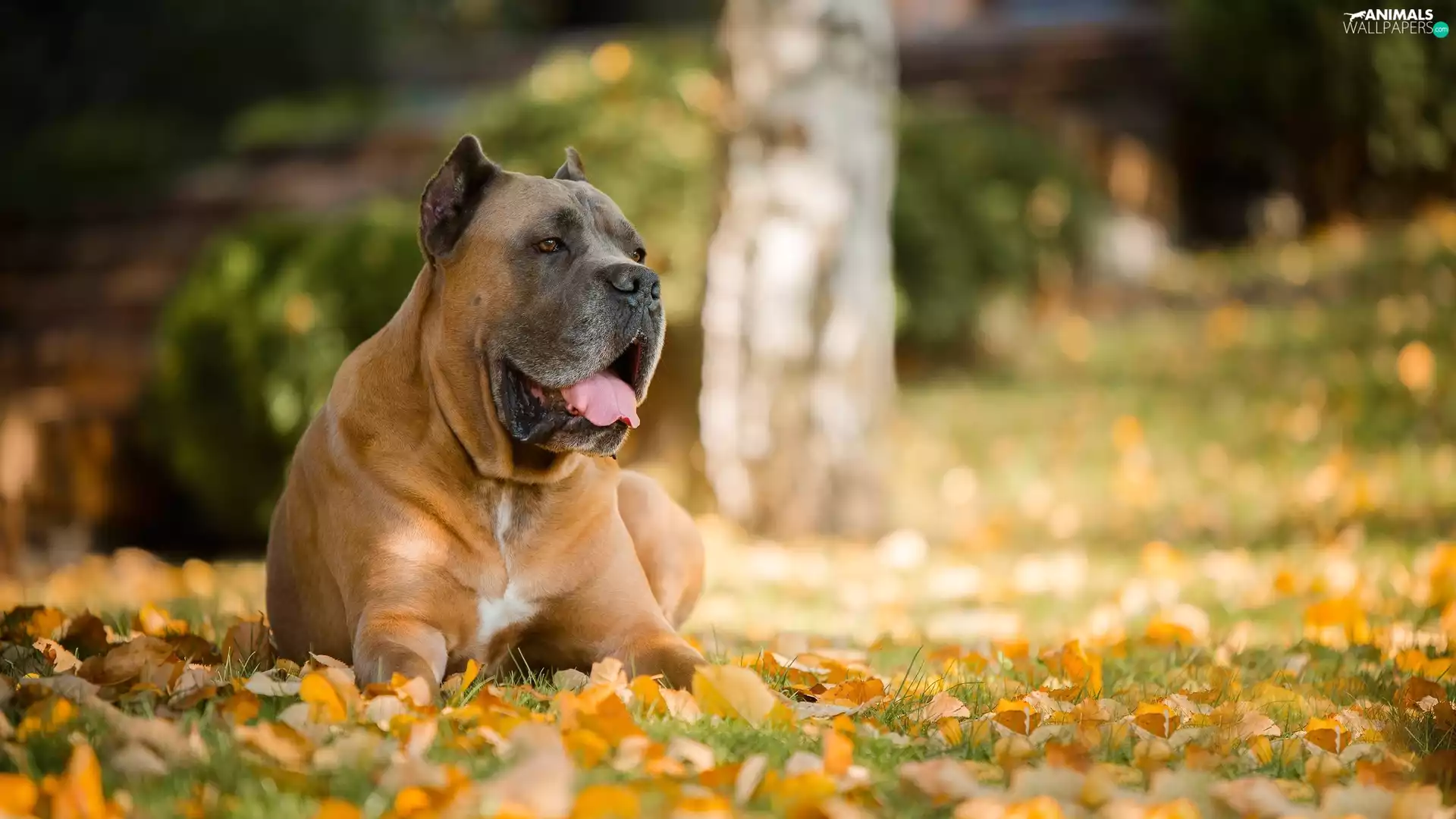 Canary Mastiff, Perro de Presa Canario