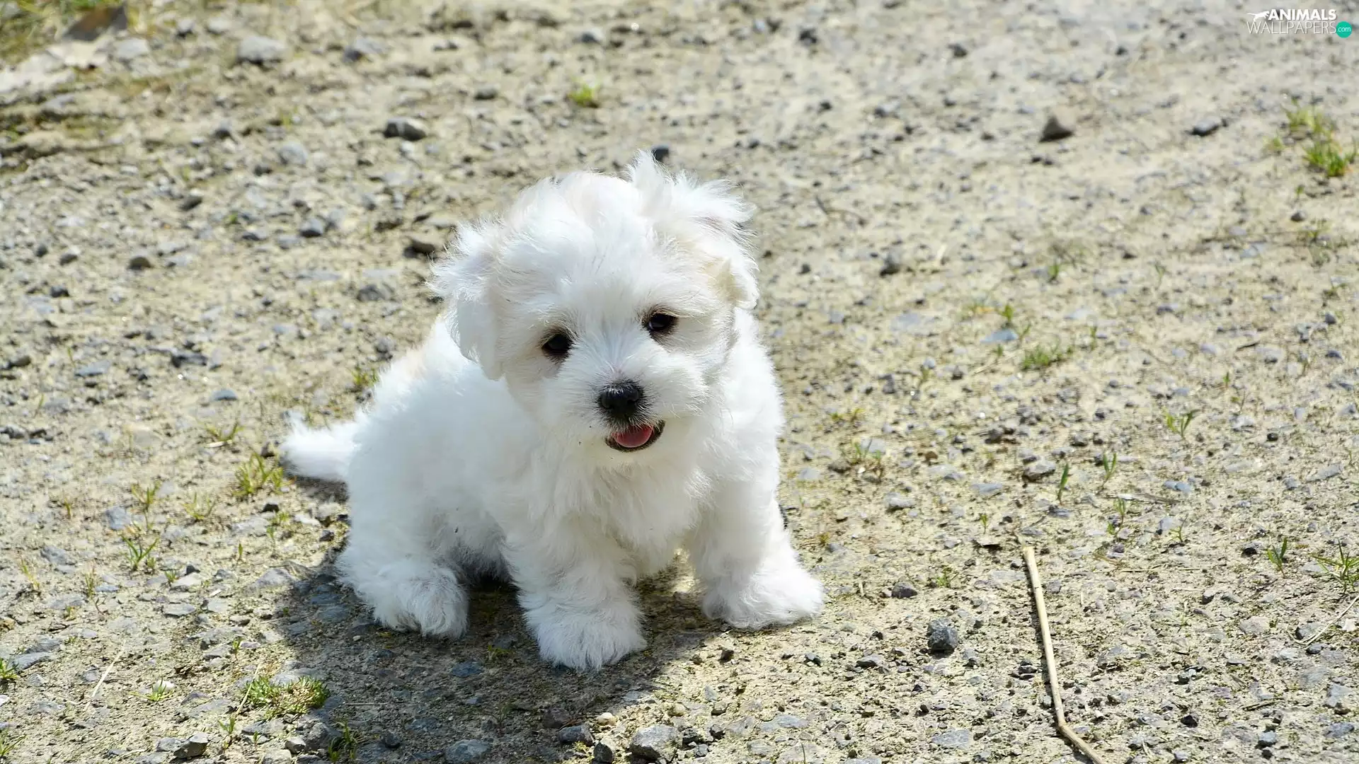 White, Puppy, Coton de Tulear, dog