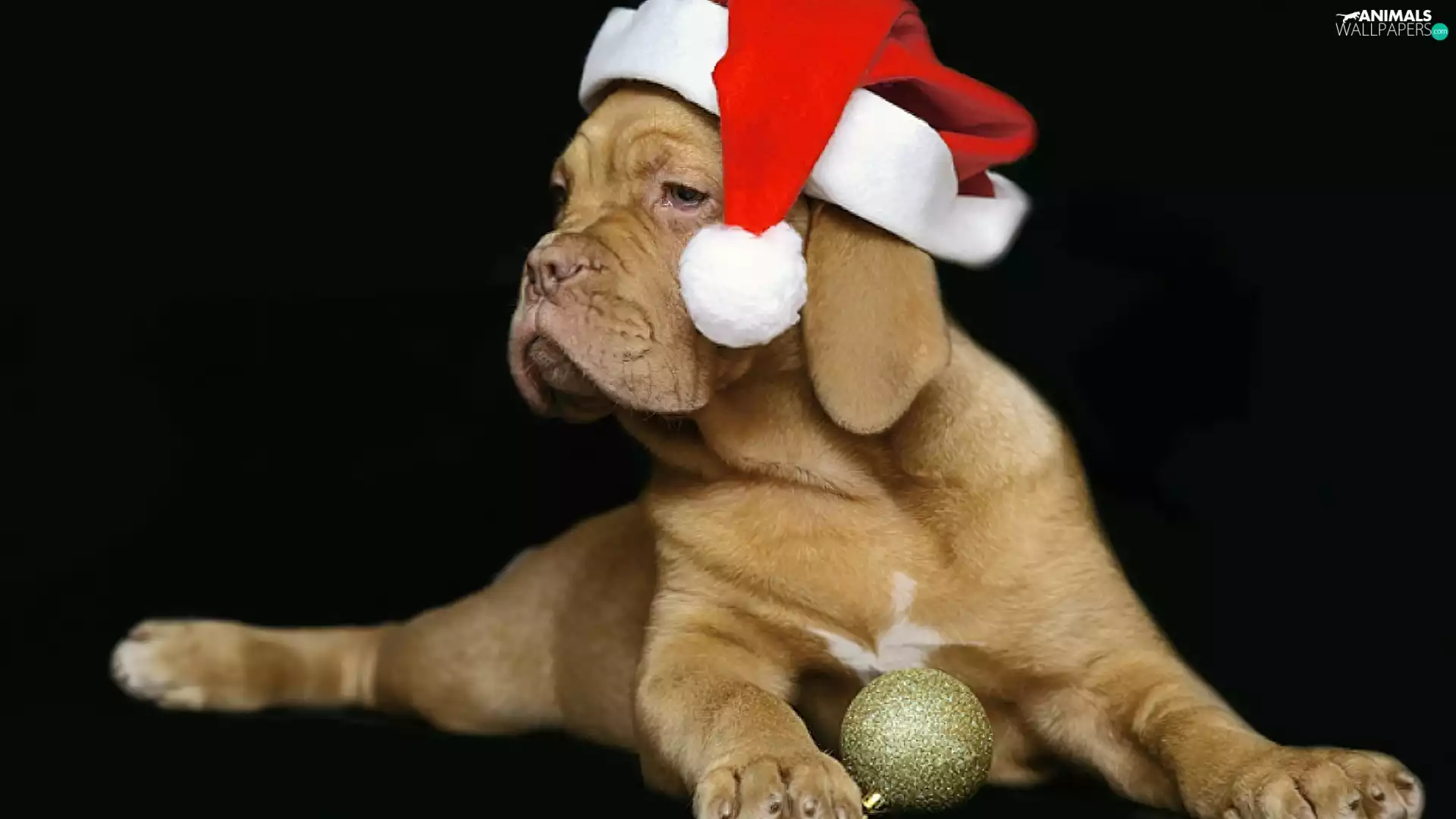 dog, Nicholas, Dog de Bordeaux, Hat