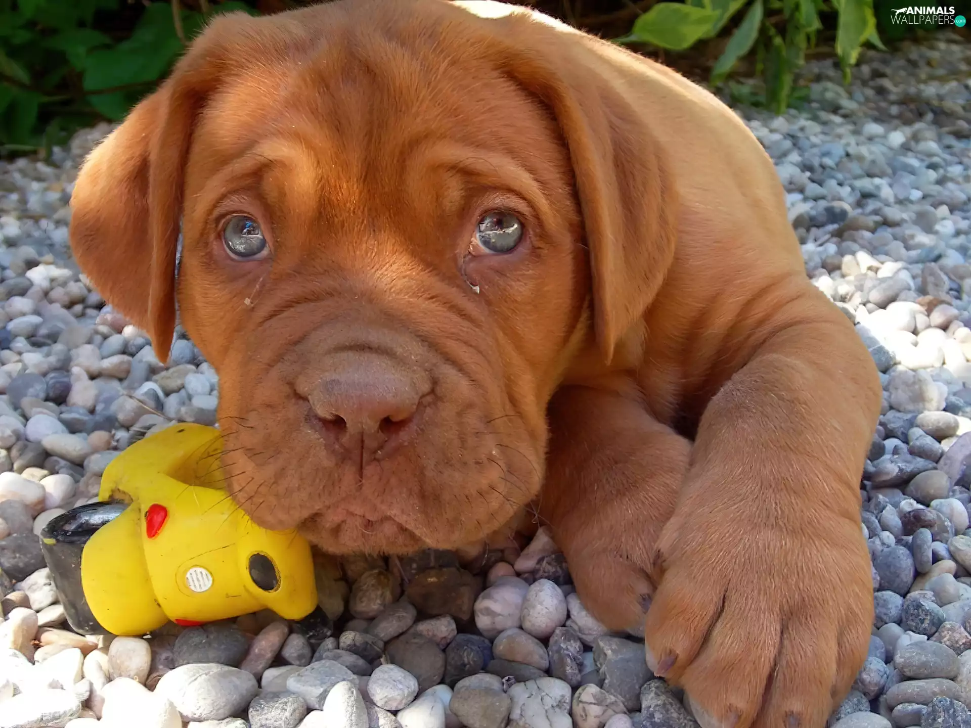 dog, Stones, Dog de Bordeaux, toy