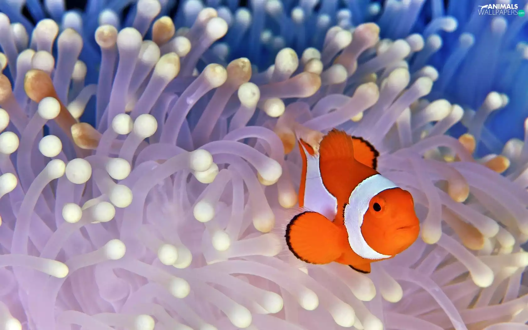 Fish, water, Clown, dearly